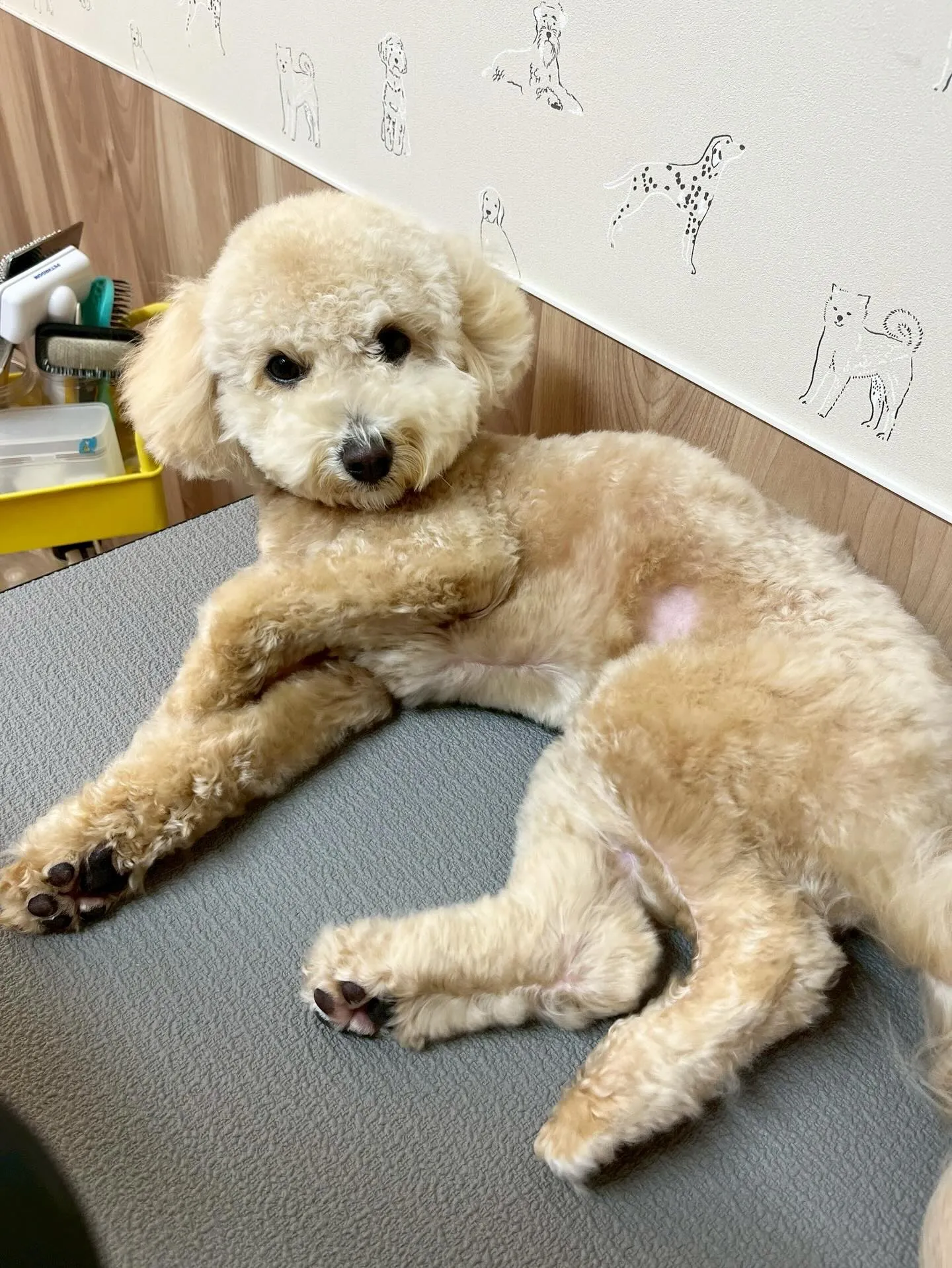 🍃4/5のトリミング🍃ミックス犬🐶｜名東区・千種区・守山区の...