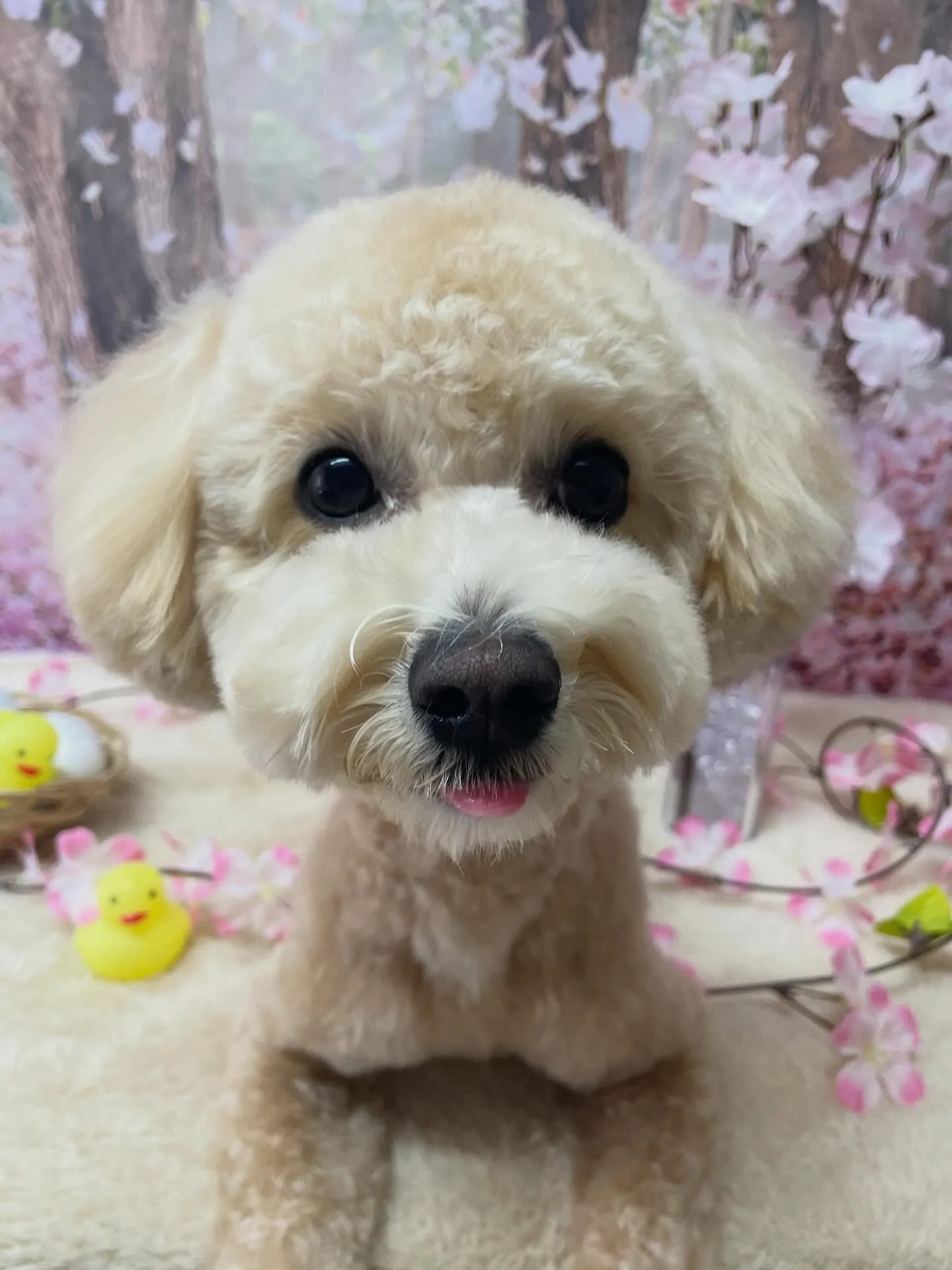 🍃4/5のトリミング🍃ミックス犬🐶｜名東区・千種区・守山区の...