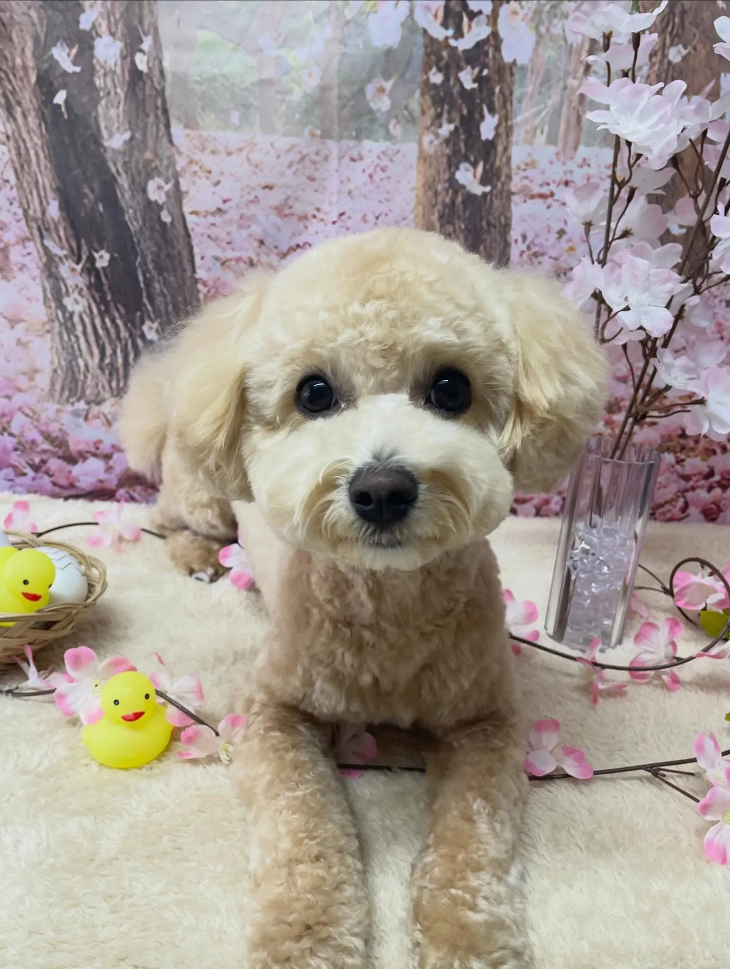 🍃4/5のトリミング🍃ミックス犬🐶｜名東区・千種区・守山区の...