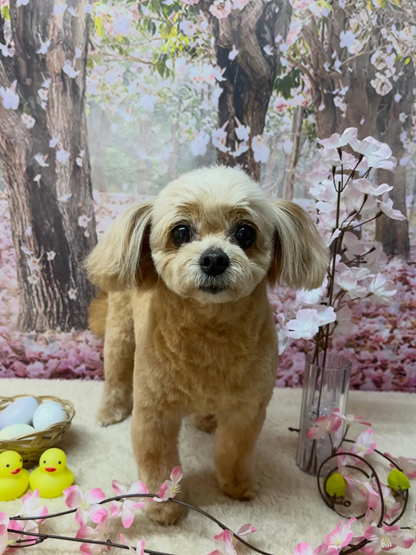 🍃4/5のトリミング🍃ミックス犬🐶|名東区・千種区・守山区の...