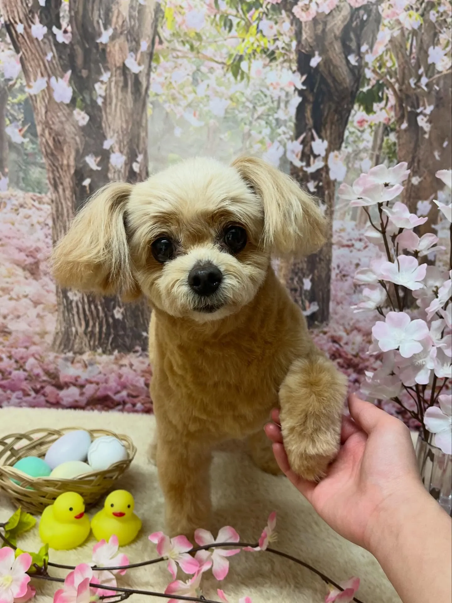 🍃4/5のトリミング🍃ミックス犬🐶|名東区・千種区・守山区の...