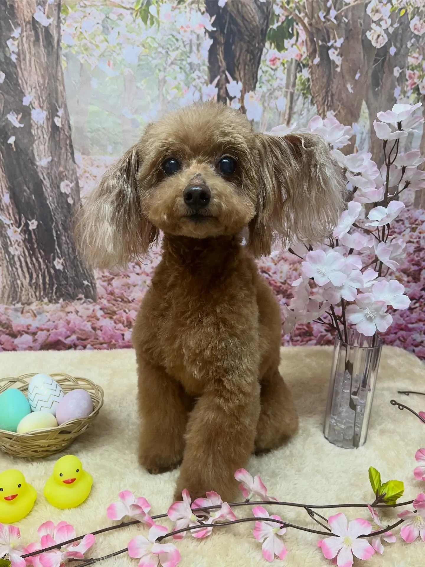 🍃4/7のトリミング🍃プードル🐶｜名東区・千種区・守山区の動...