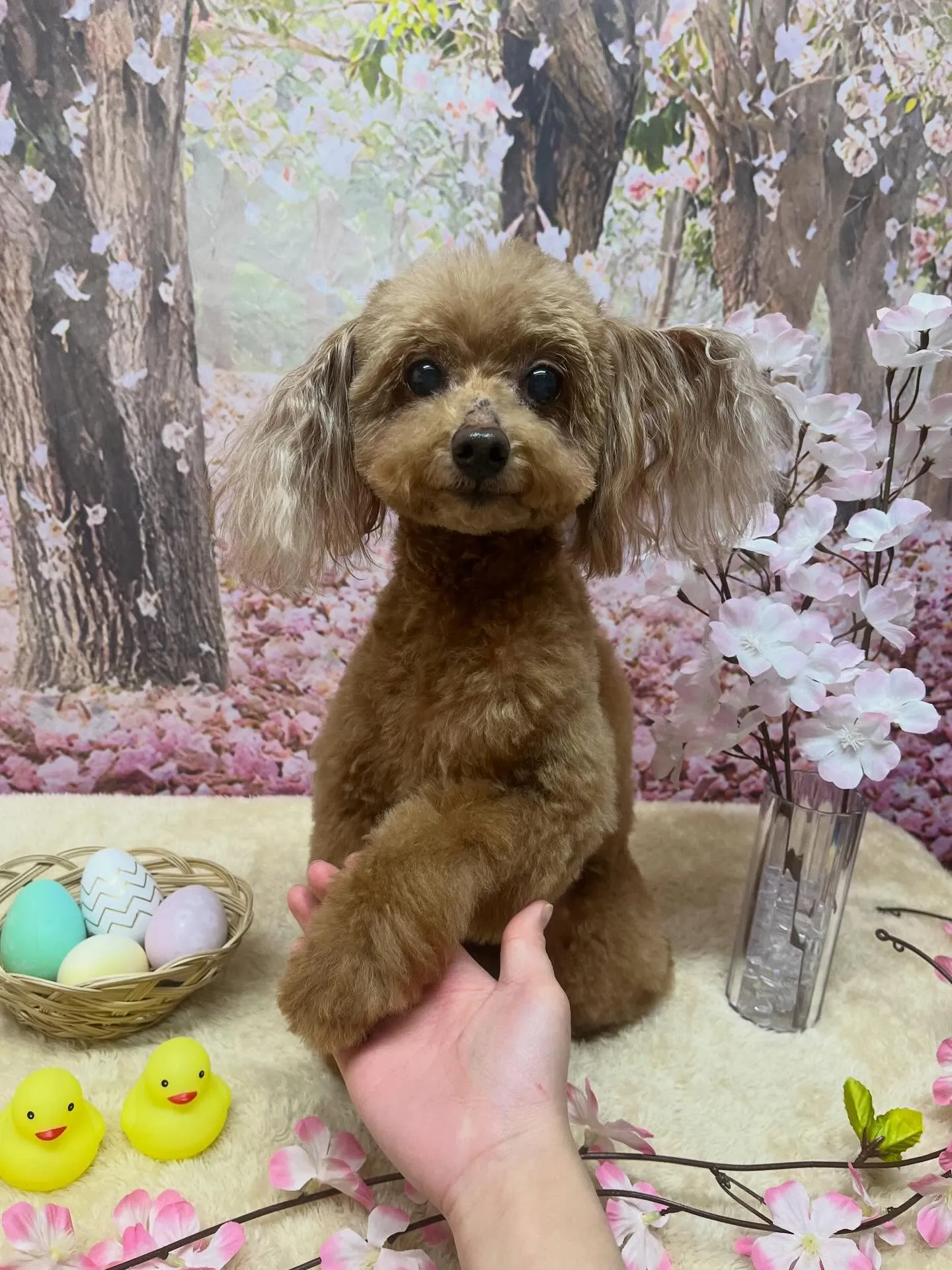 🍃4/7のトリミング🍃プードル🐶｜名東区・千種区・守山区の動...