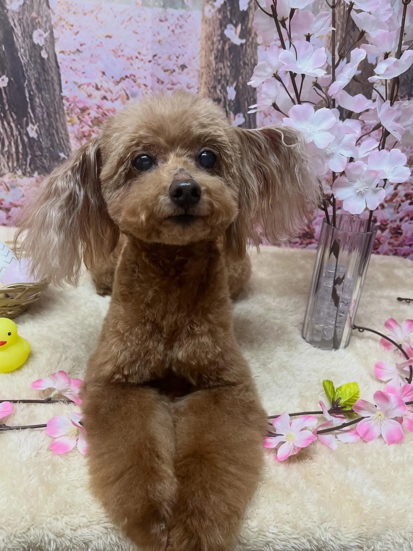 🍃4/7のトリミング🍃プードル🐶｜名東区・千種区・守山区の動...