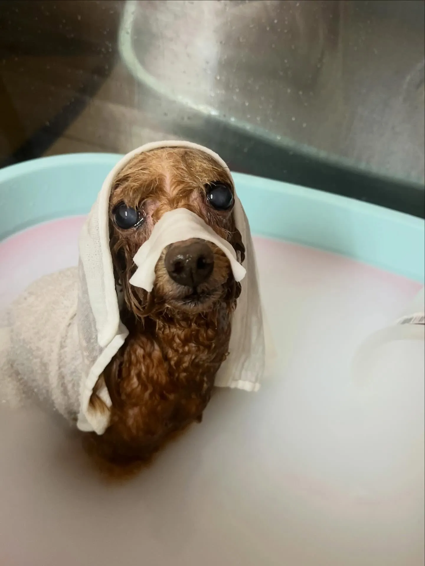 🍃4/7のトリミング🍃プードル🐶｜名東区・千種区・守山区の動...