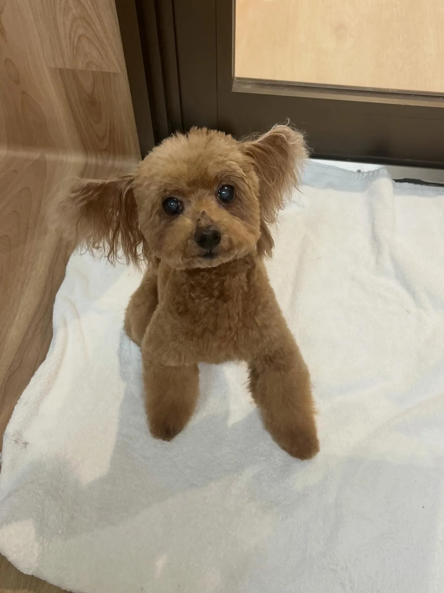 🍃4/7のトリミング🍃プードル🐶｜名東区・千種区・守山区の動...