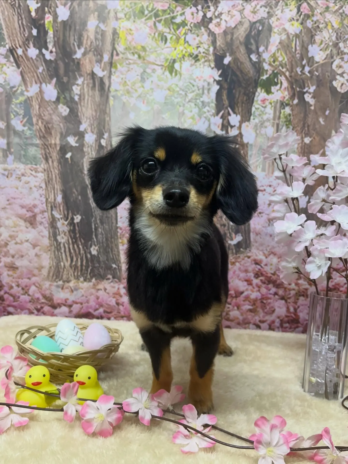 🍃4/7のトリミング🍃ミックス犬🐶｜名東区・千種区・守山区の...