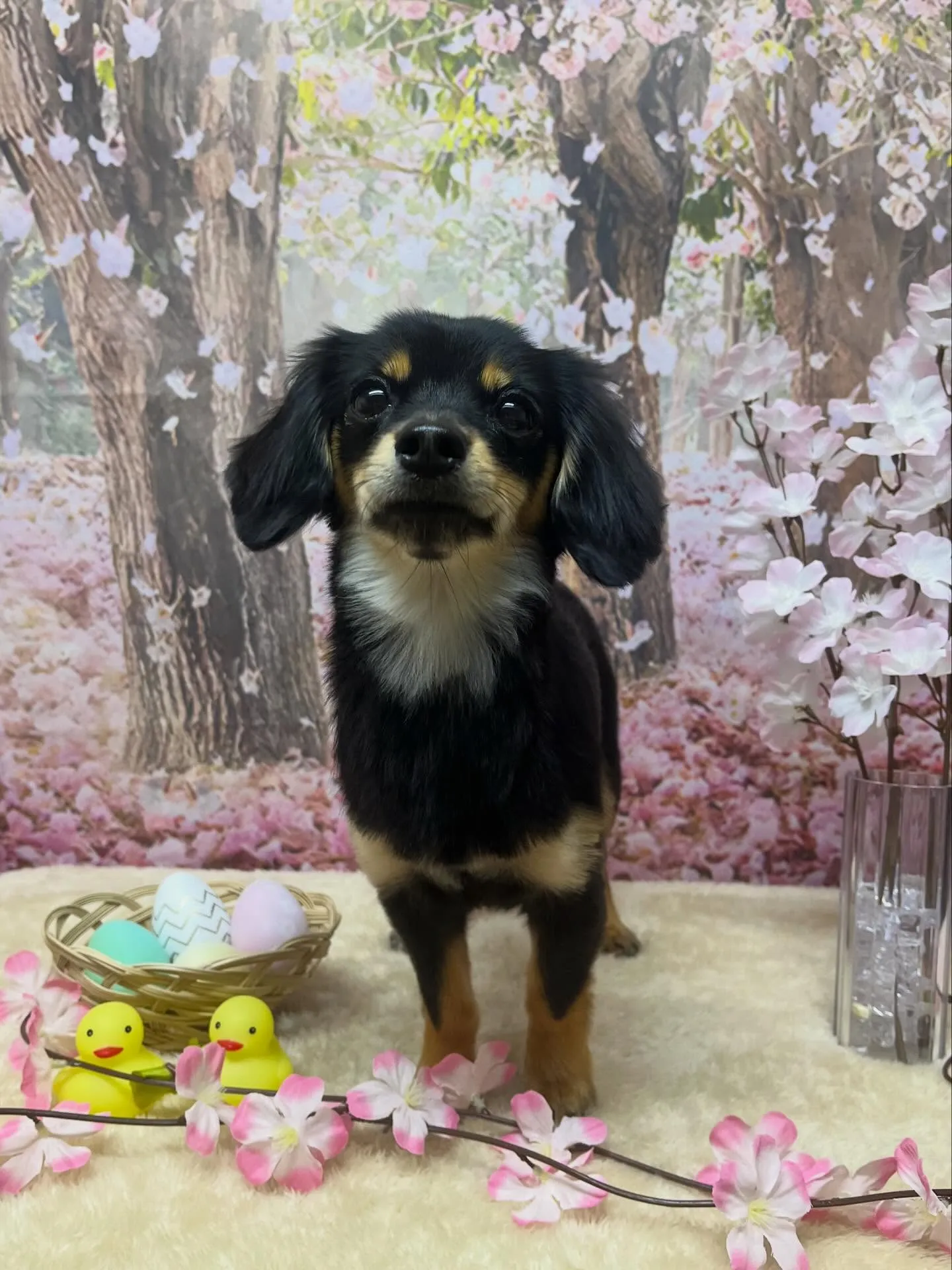 🍃4/7のトリミング🍃ミックス犬🐶|名東区・千種区・守山区の...