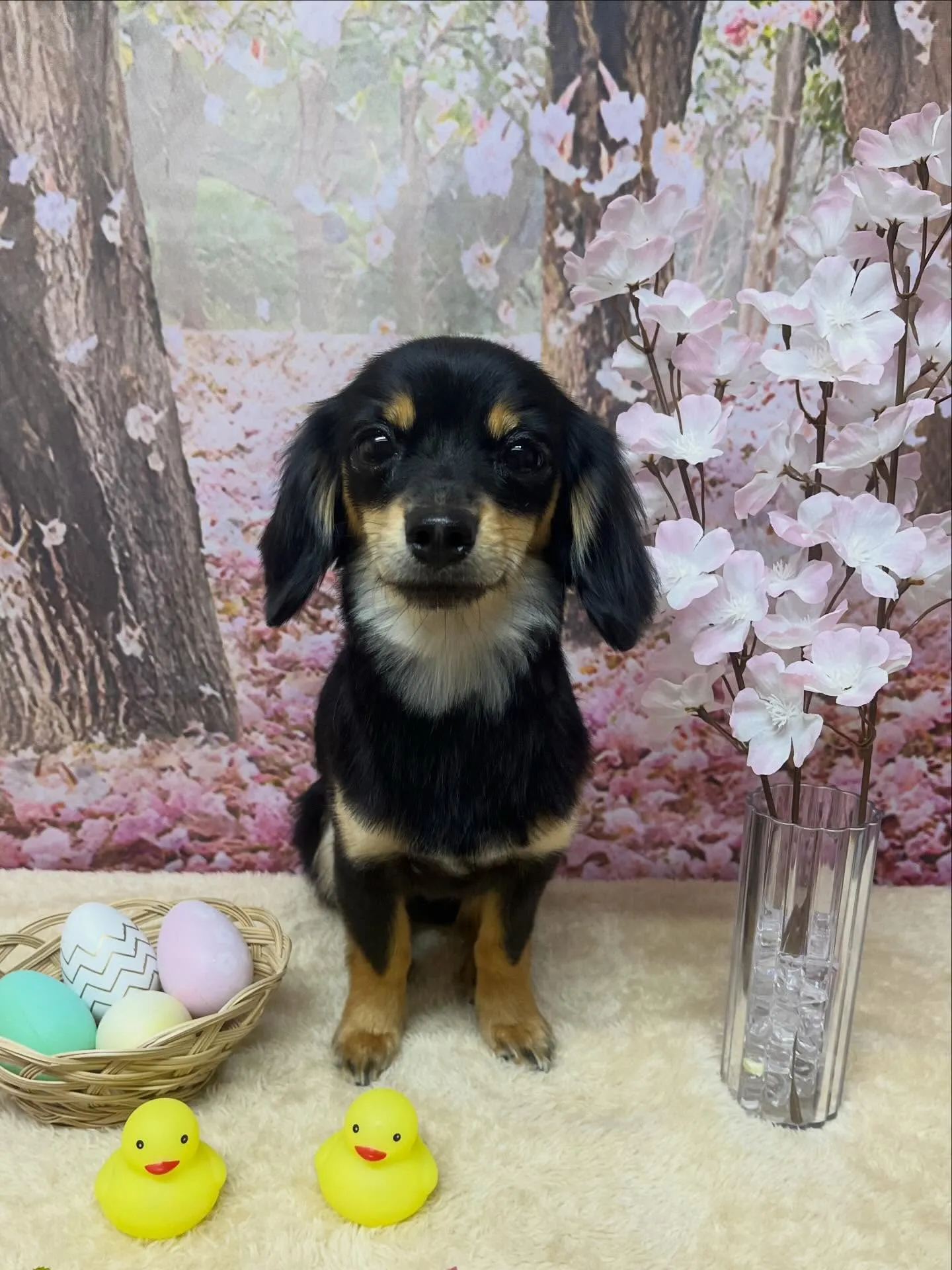 🍃4/7のトリミング🍃ミックス犬🐶|名東区・千種区・守山区の...