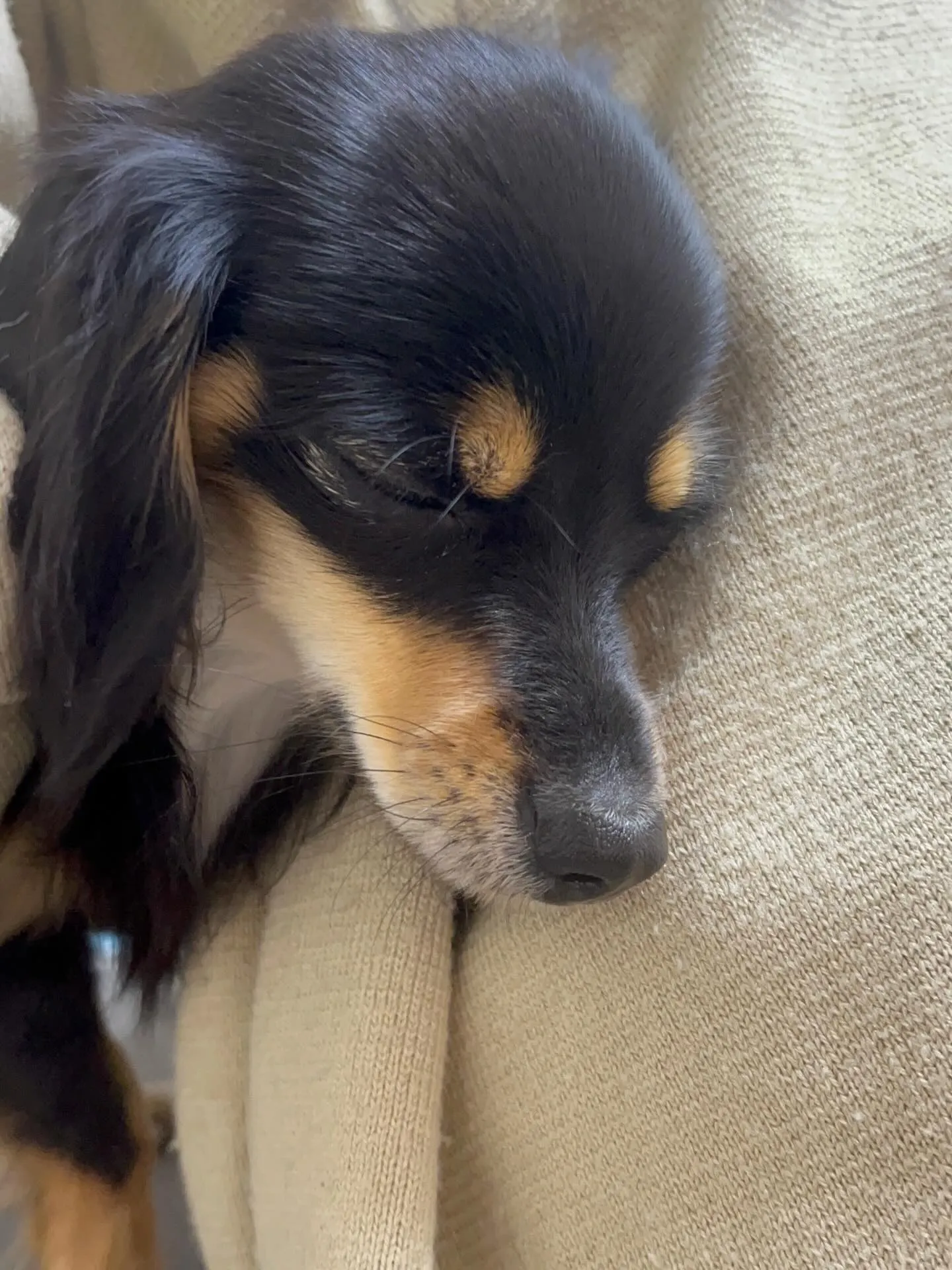 🍃4/7のトリミング🍃ミックス犬🐶|名東区・千種区・守山区の...