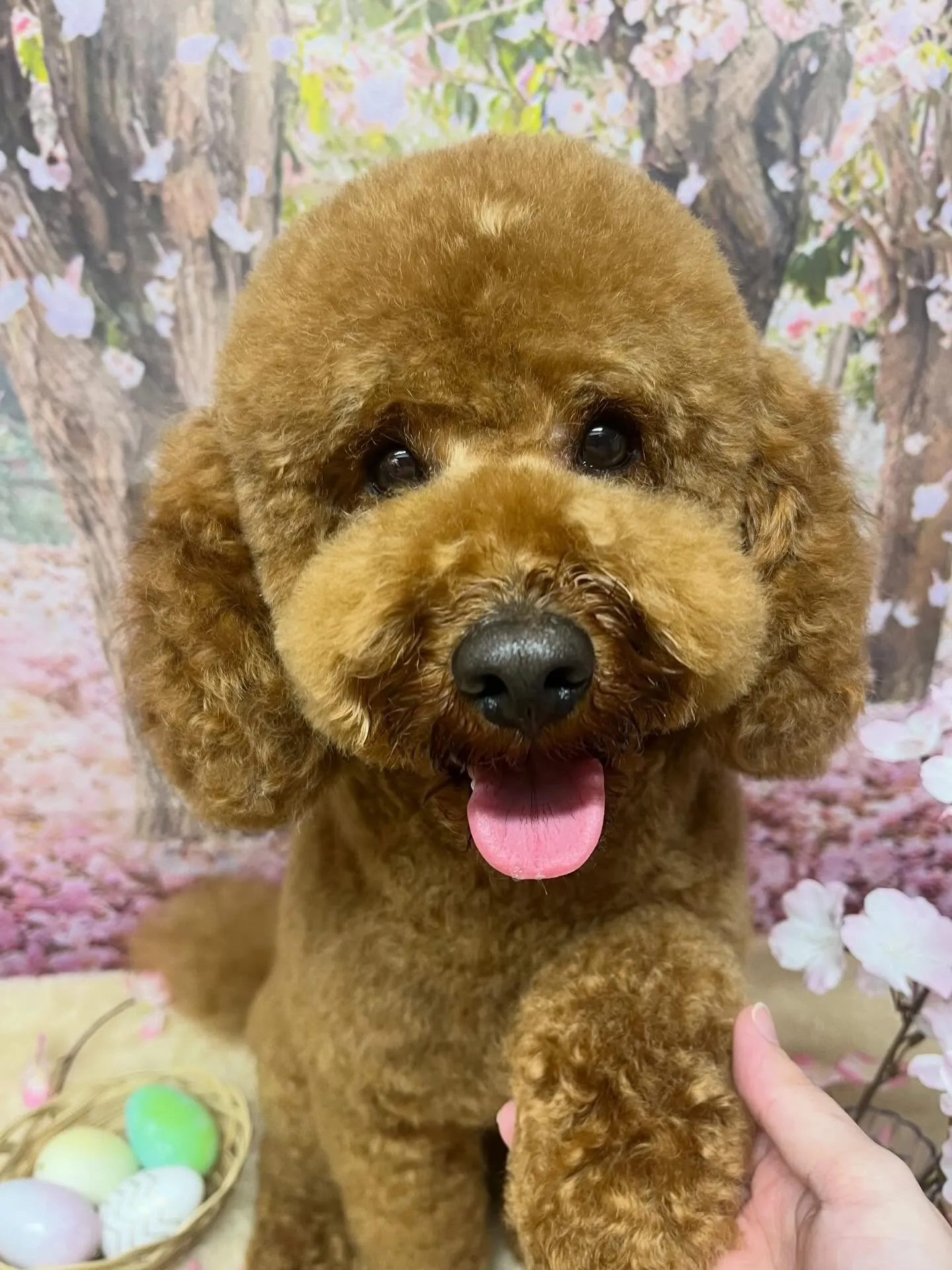 🍃4/7のトリミング🍃プードル🐶｜名東区・千種区・守山区の動...