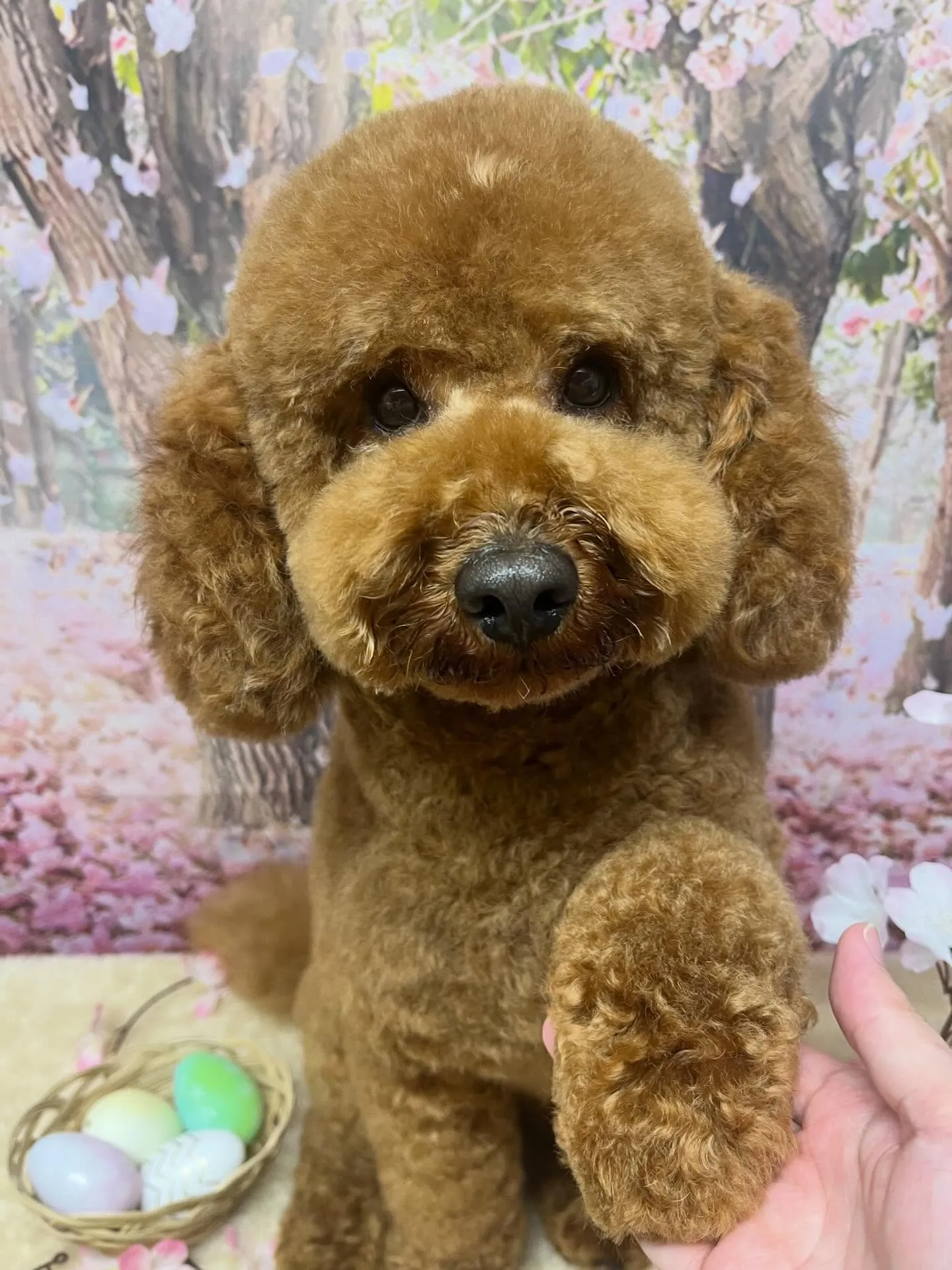 🍃4/7のトリミング🍃プードル🐶|名東区・千種区・守山区の動...