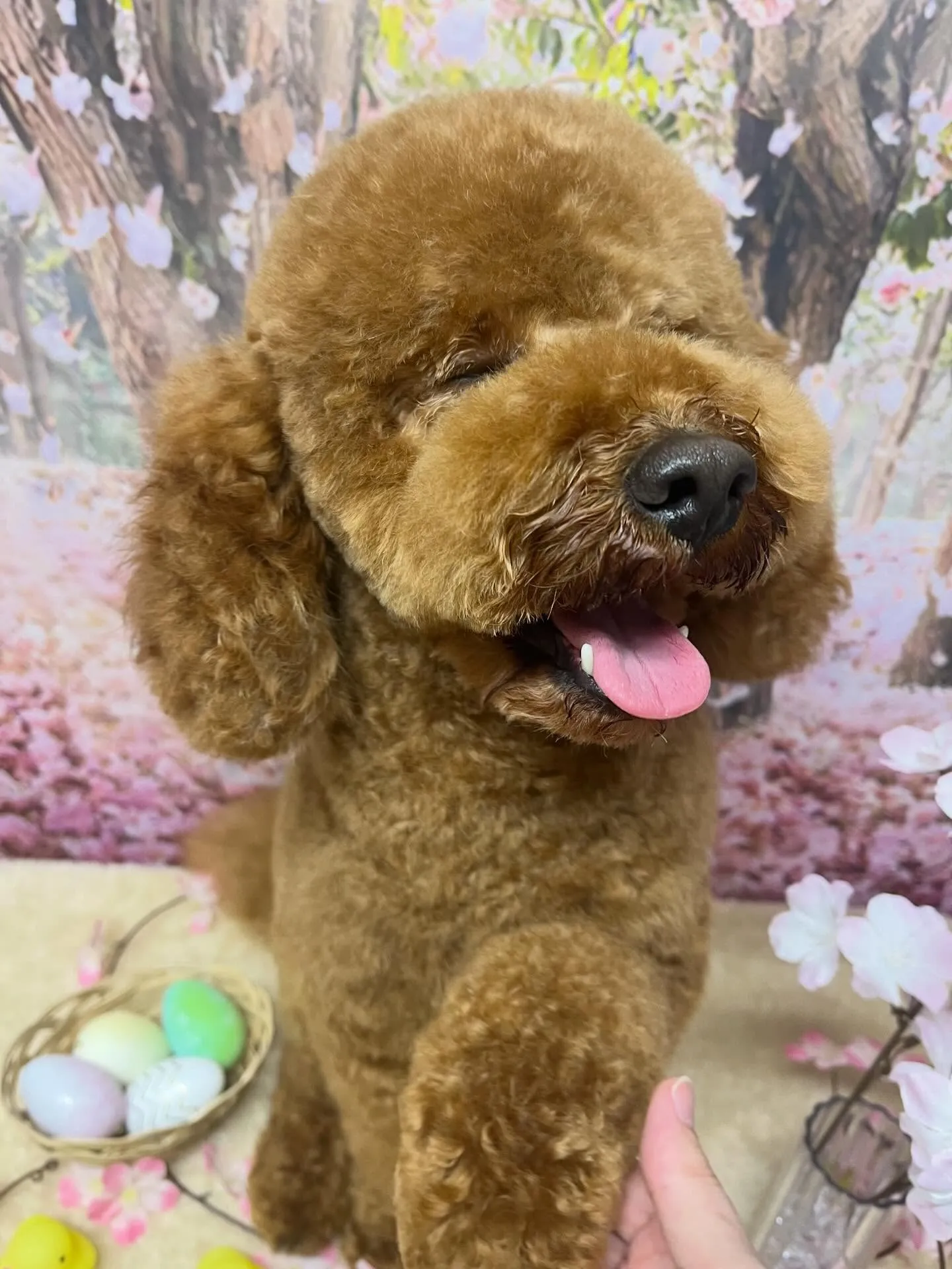 🍃4/7のトリミング🍃プードル🐶|名東区・千種区・守山区の動...