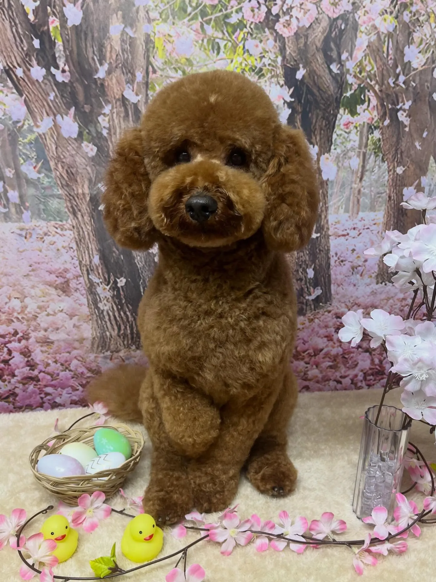 🍃4/7のトリミング🍃プードル🐶|名東区・千種区・守山区の動...