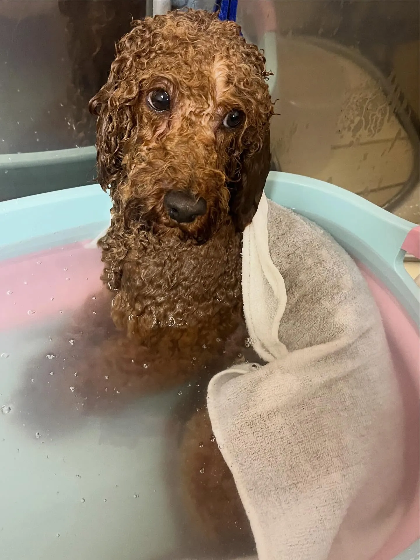 🍃4/7のトリミング🍃プードル🐶|名東区・千種区・守山区の動...