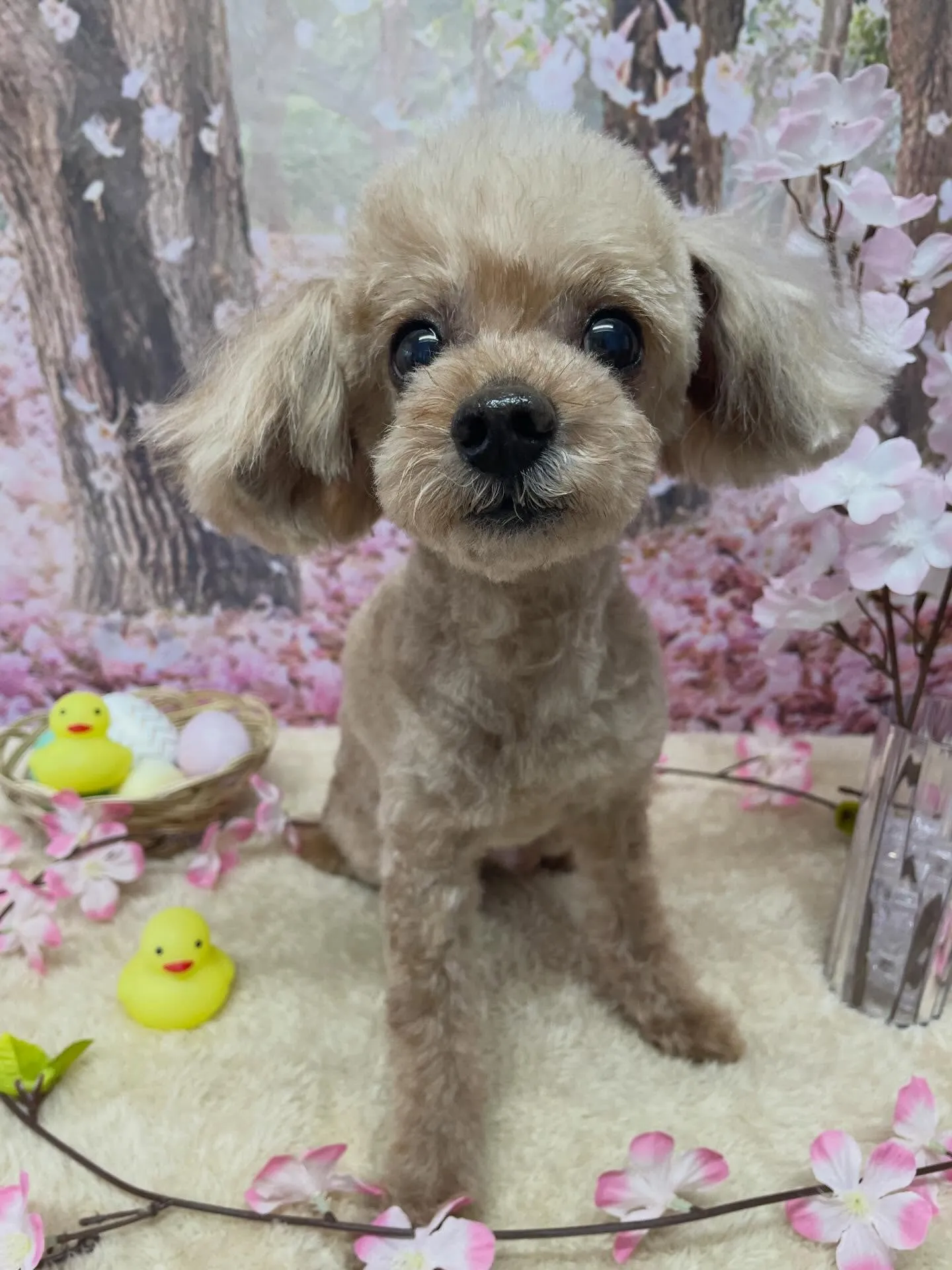 🍃4/7のトリミング🍃プードル🐶|名東区・千種区・守山区の動...