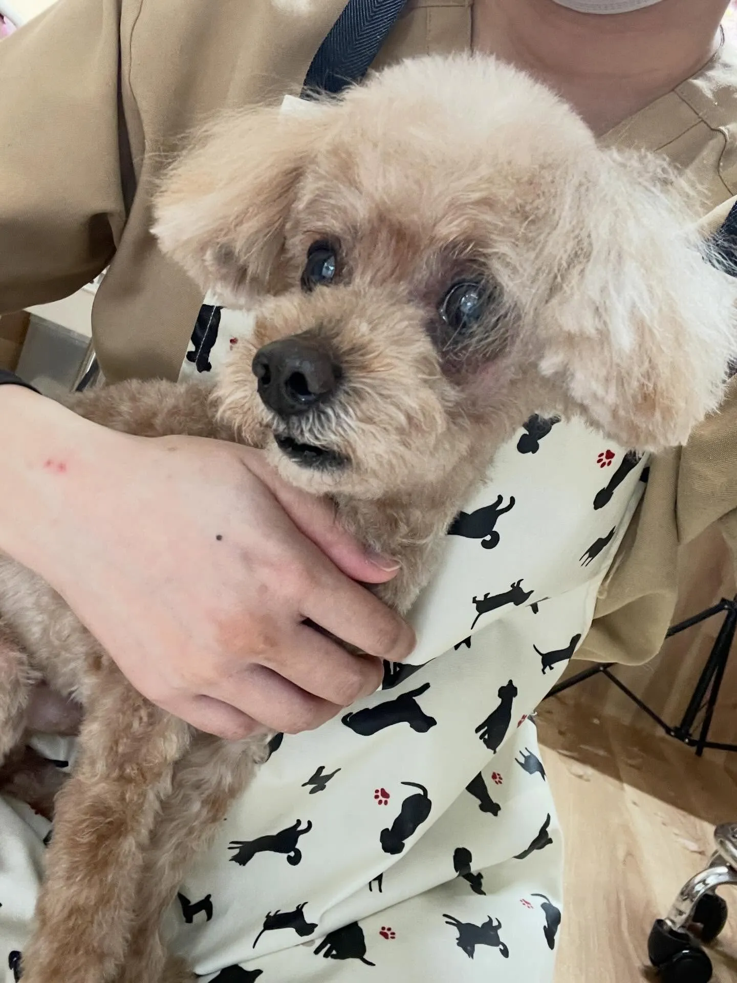 🍃4/7のトリミング🍃プードル🐶｜名東区・千種区・守山区の動...