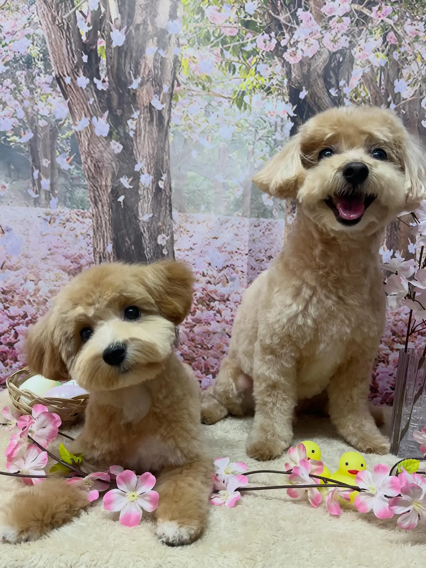 🍃4/8のトリミング🍃ミックス犬🐶|名東区・千種区・守山区の...