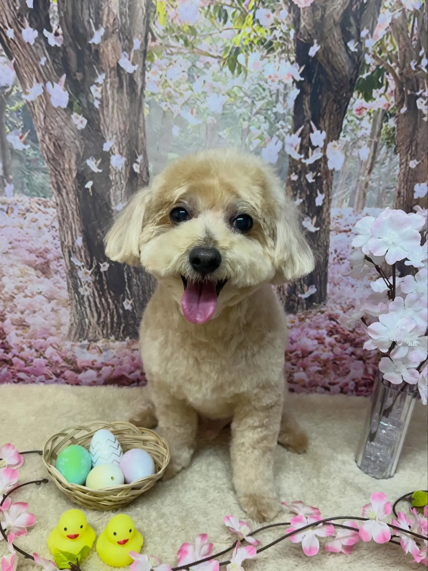 🍃4/8のトリミング🍃ミックス犬🐶|名東区・千種区・守山区の...