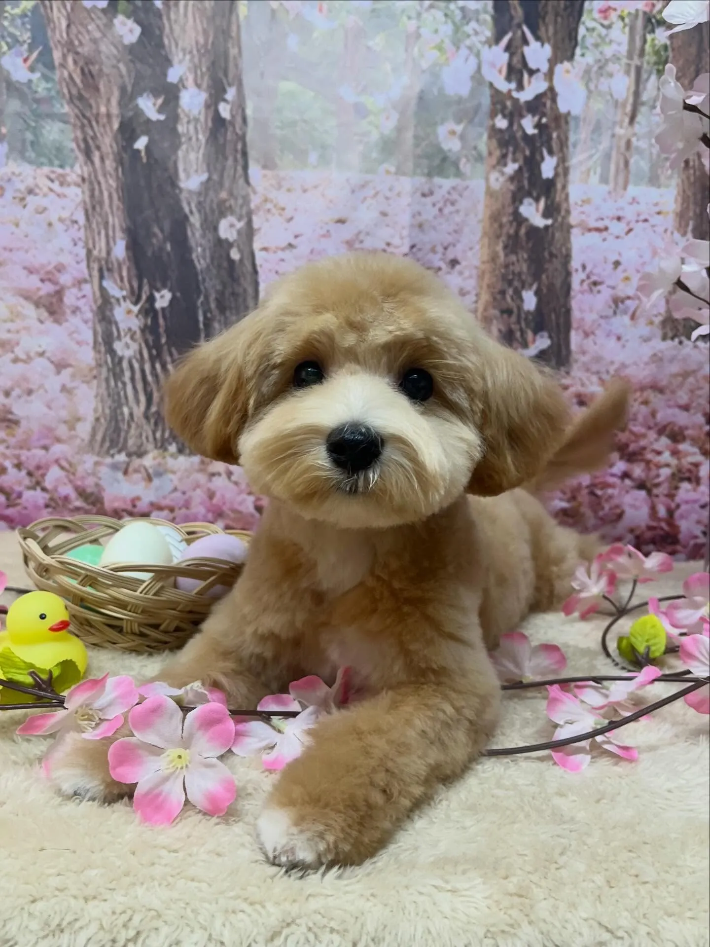 🍃4/8のトリミング🍃ミックス犬🐶|名東区・千種区・守山区の...