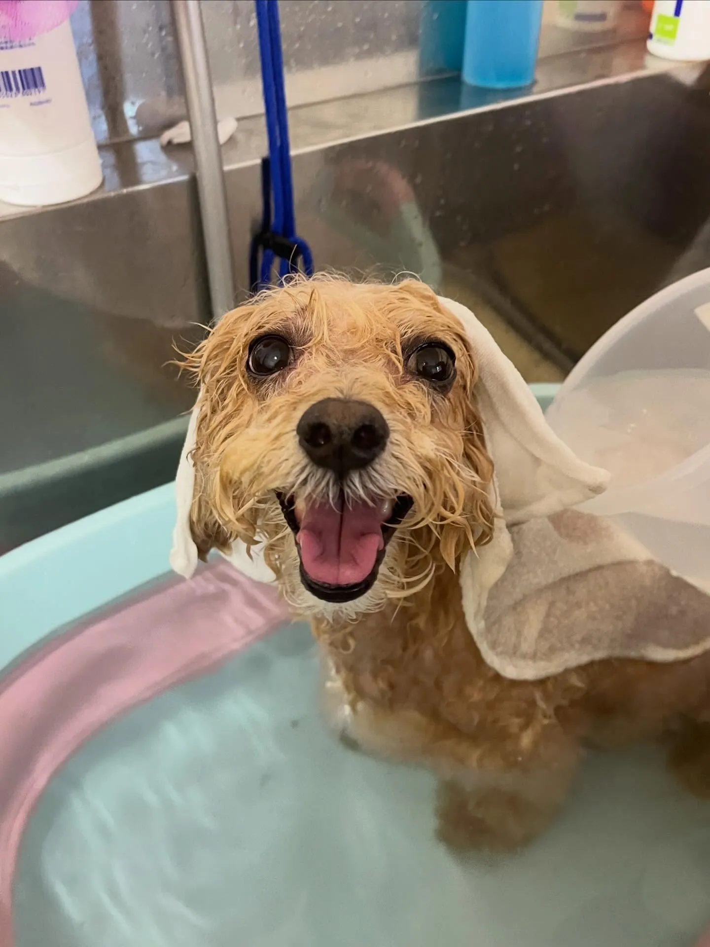 🍃4/8のトリミング🍃ミックス犬🐶|名東区・千種区・守山区の...