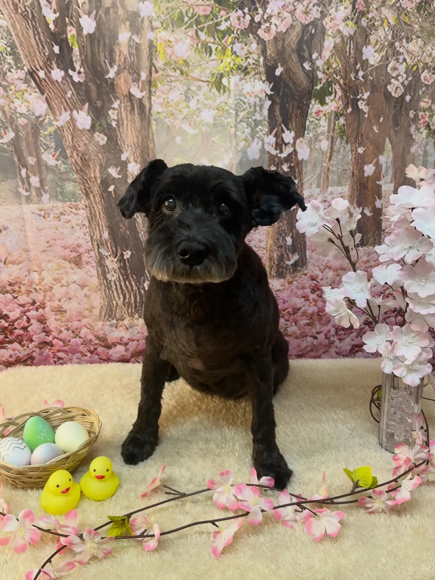 🍃4/8のトリミング🍃ミニチュアシュナウザー🐶|名東区・千種...