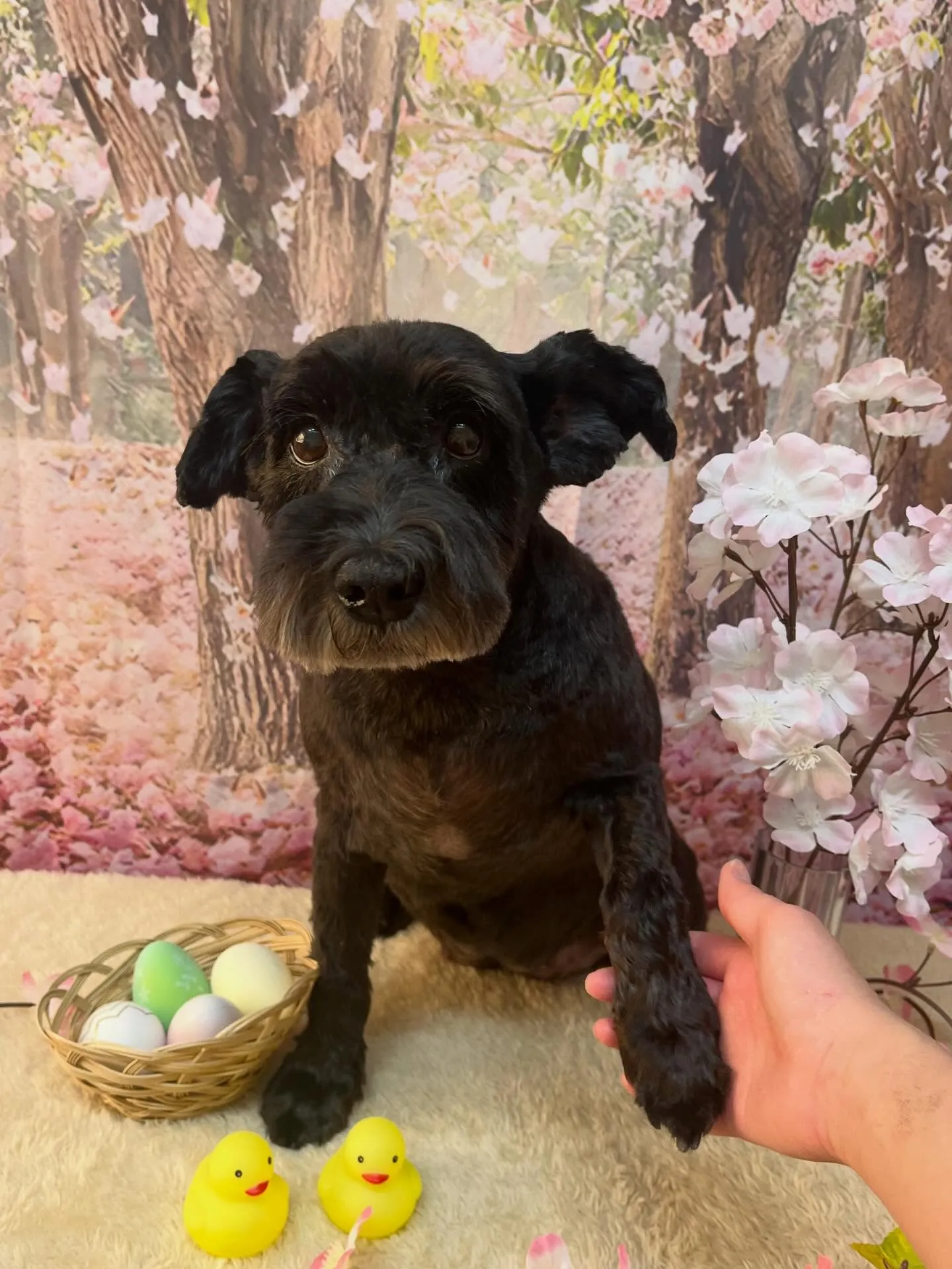 🍃4/8のトリミング🍃ミニチュアシュナウザー🐶|名東区・千種...