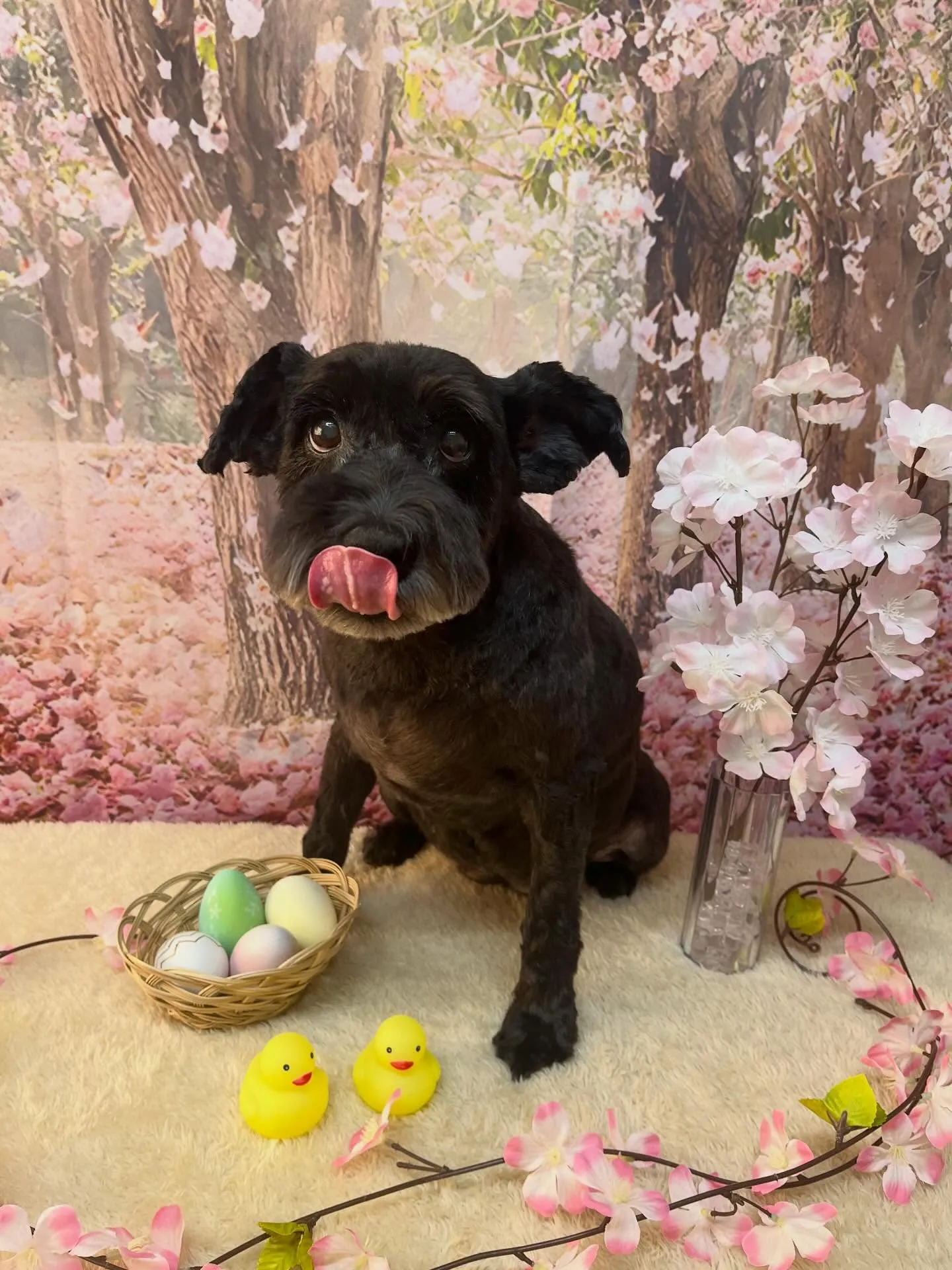 🍃4/8のトリミング🍃ミニチュアシュナウザー🐶|名東区・千種...