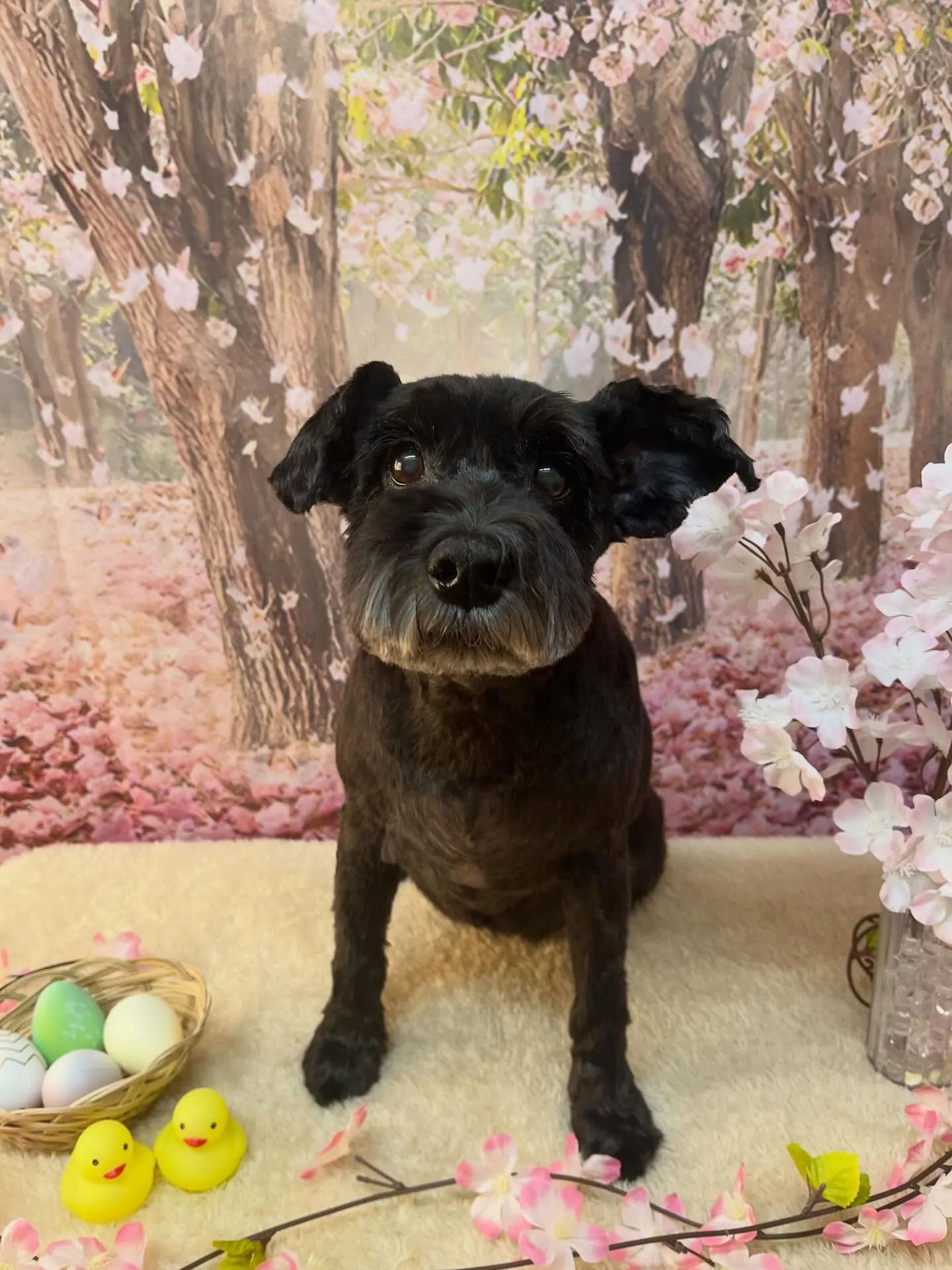 🍃4/8のトリミング🍃ミニチュアシュナウザー🐶|名東区・千種...