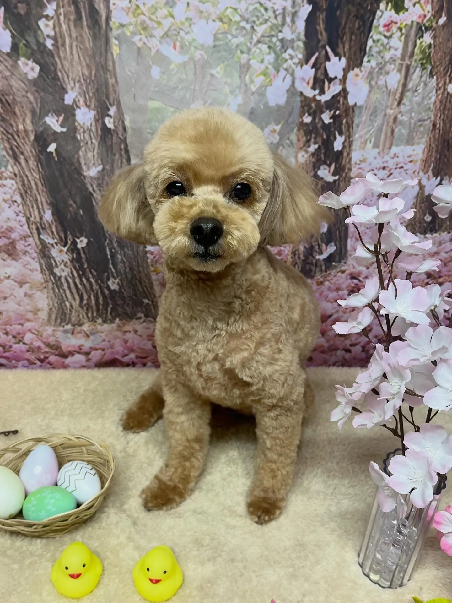 🍃4/8のトリミング🍃プードル🐶｜名東区・千種区・守山区の動...