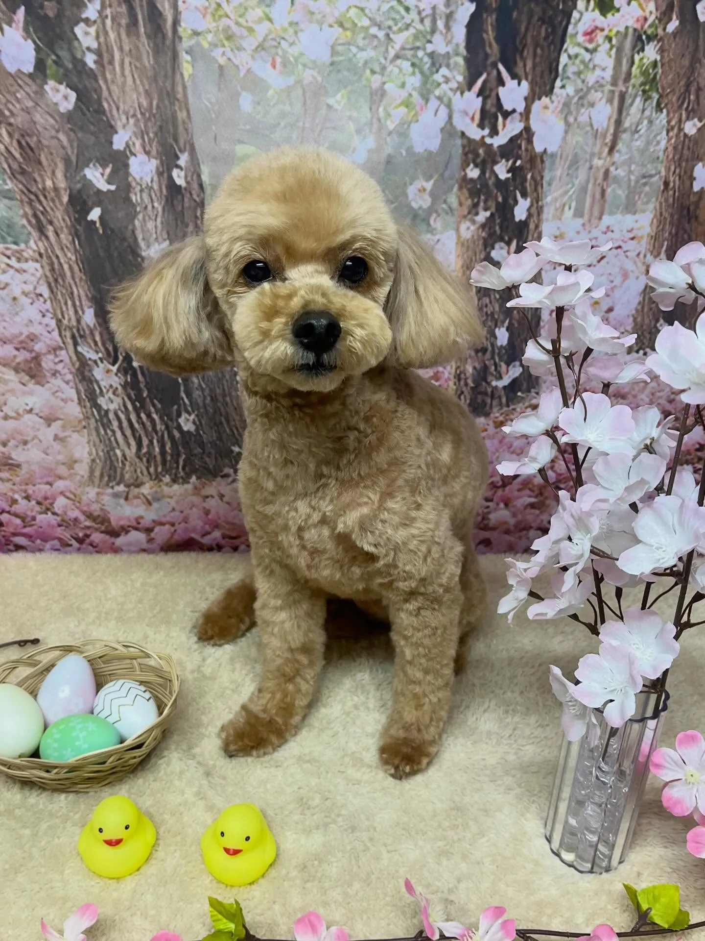 🍃4/8のトリミング🍃プードル🐶｜名東区・千種区・守山区の動...