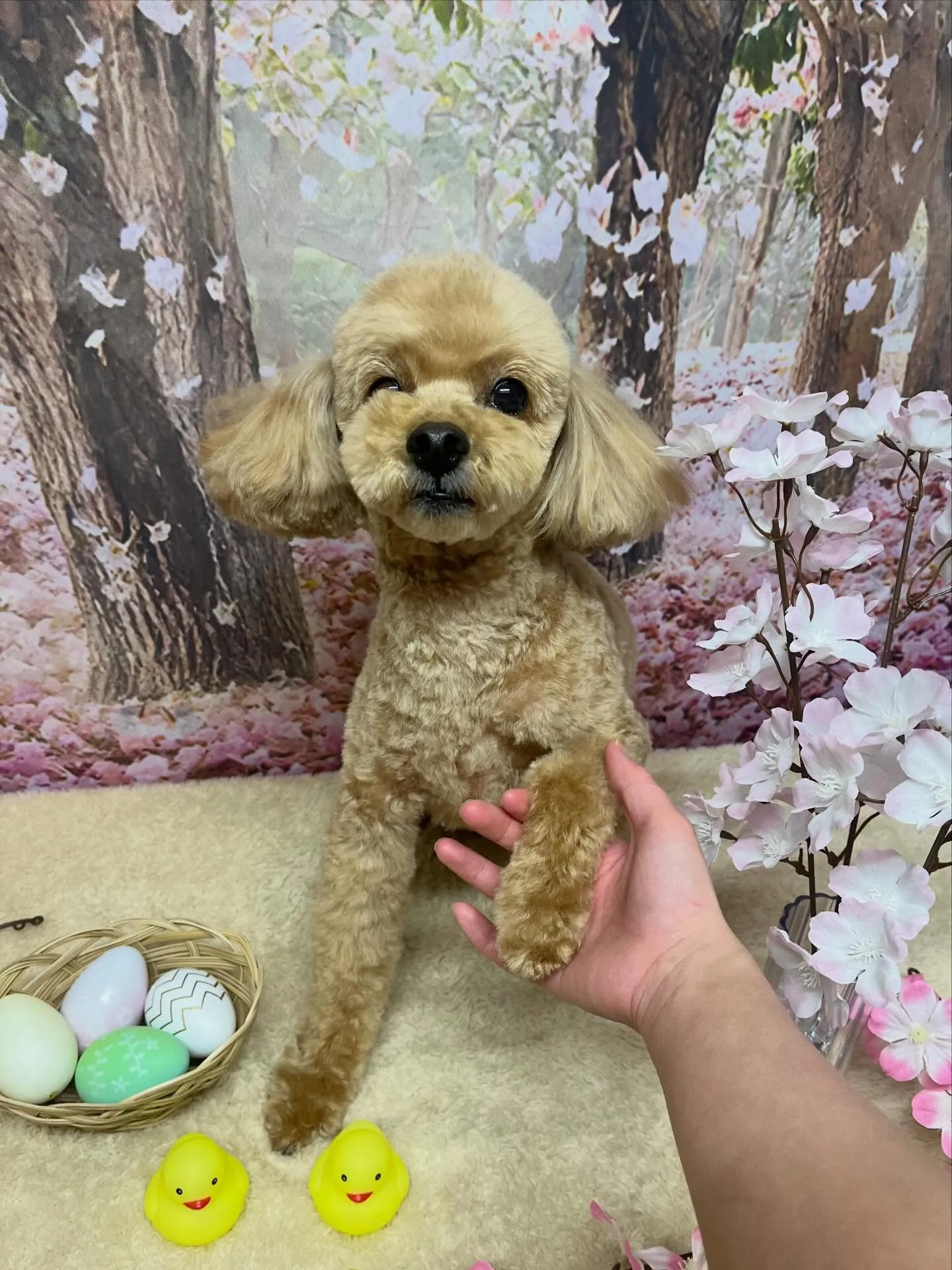 🍃4/8のトリミング🍃プードル🐶｜名東区・千種区・守山区の動...