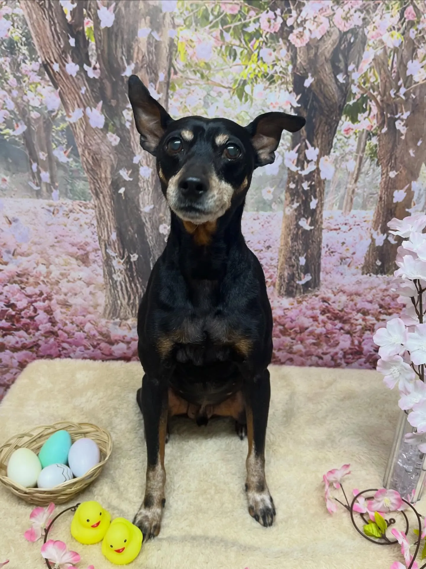 🍃4/10のトリミング🍃ミニチュアピンシャー 🐶｜名東区・千...