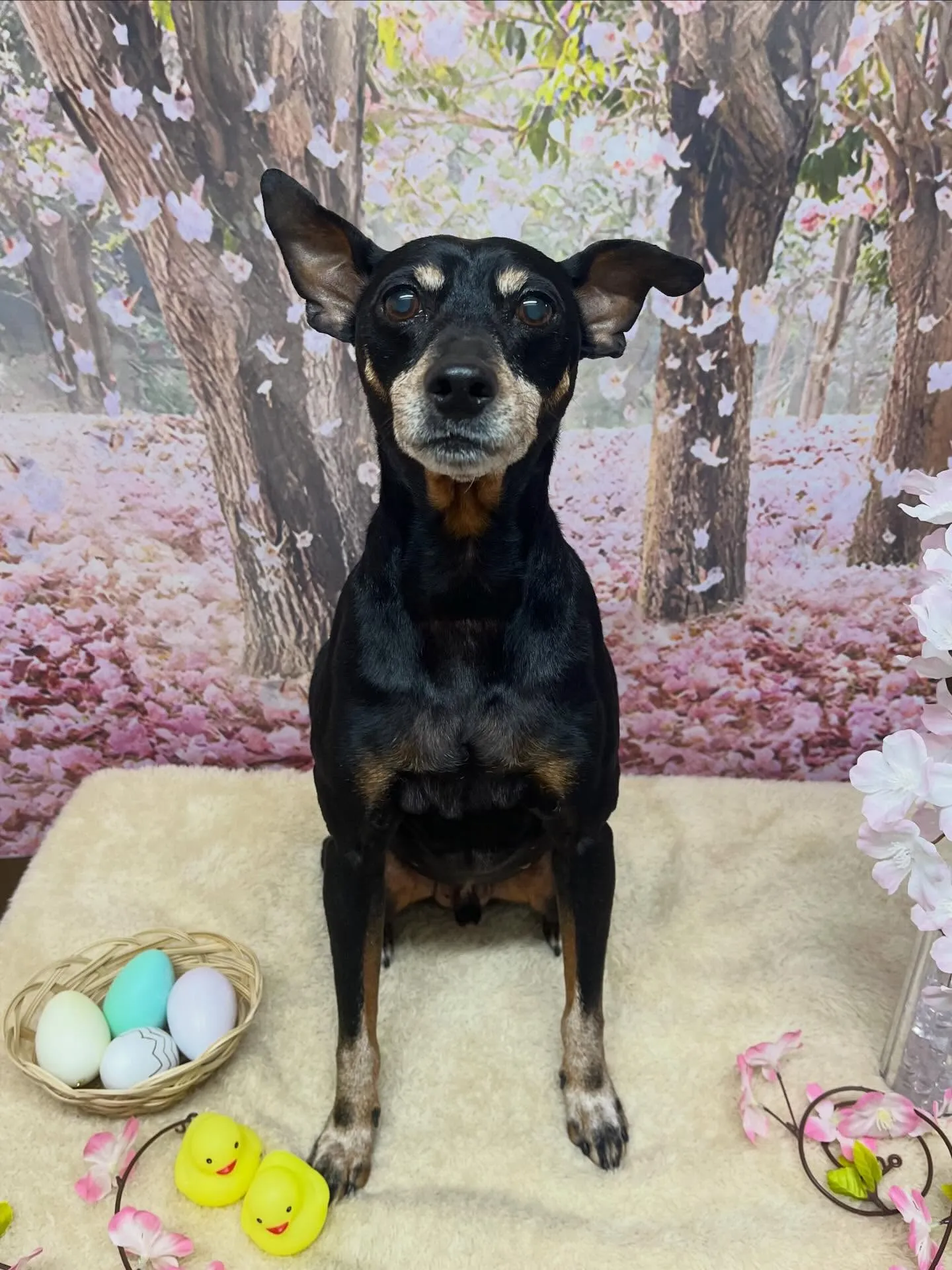 🍃4/10のトリミング🍃ミニチュアピンシャー 🐶｜名東区・千...