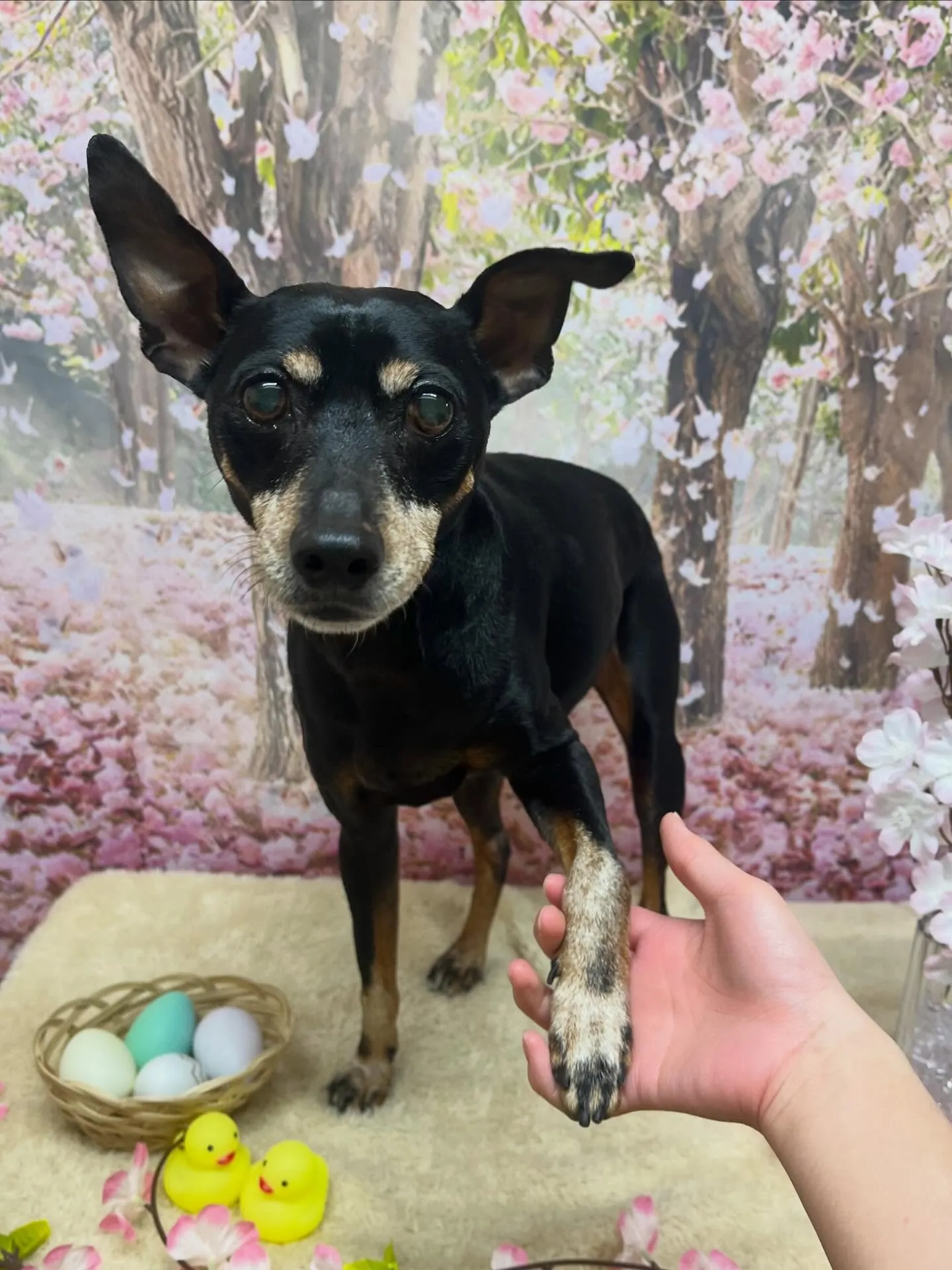 🍃4/10のトリミング🍃ミニチュアピンシャー 🐶｜名東区・千...