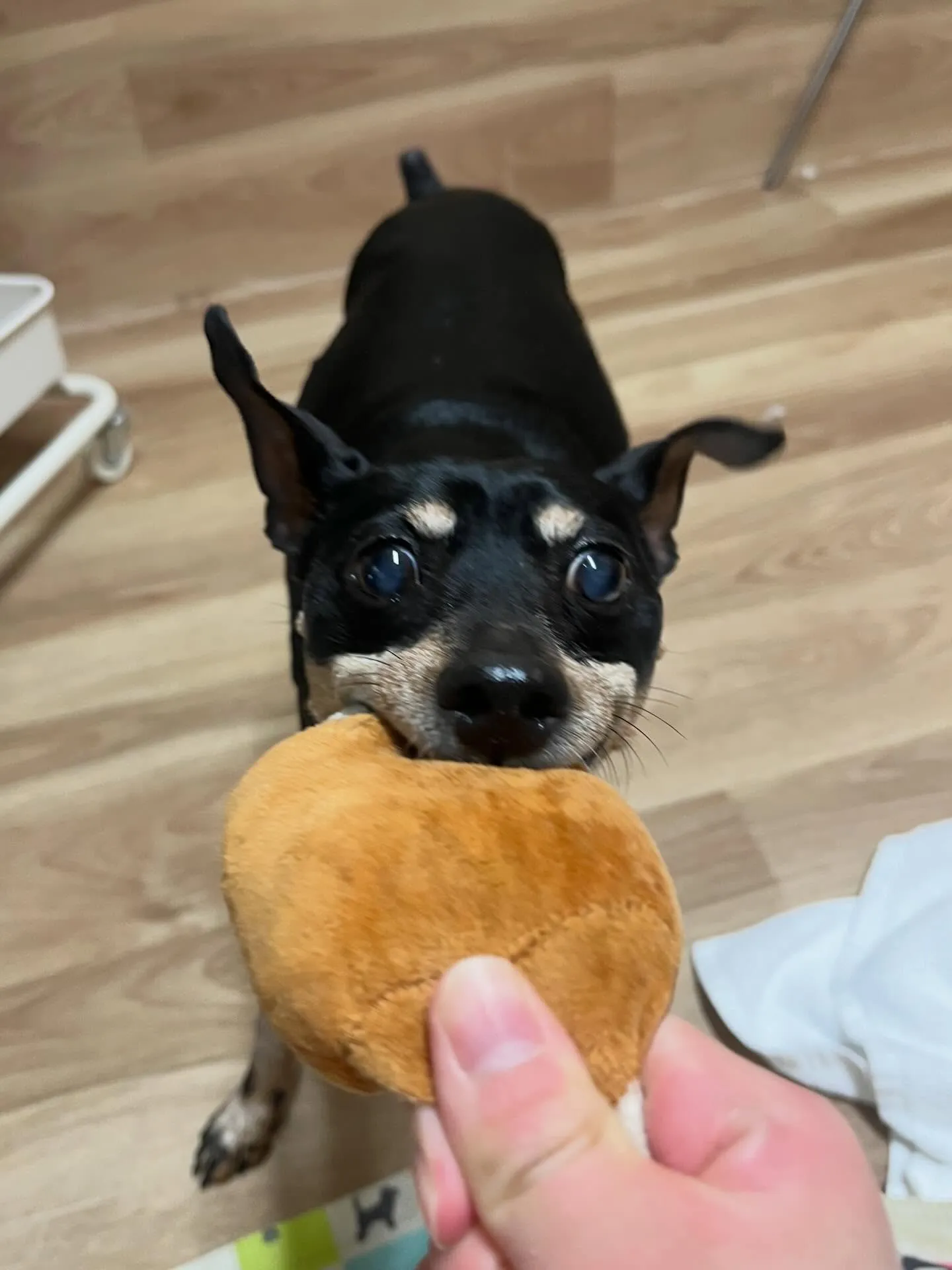 🍃4/10のトリミング🍃ミニチュアピンシャー 🐶｜名東区・千...