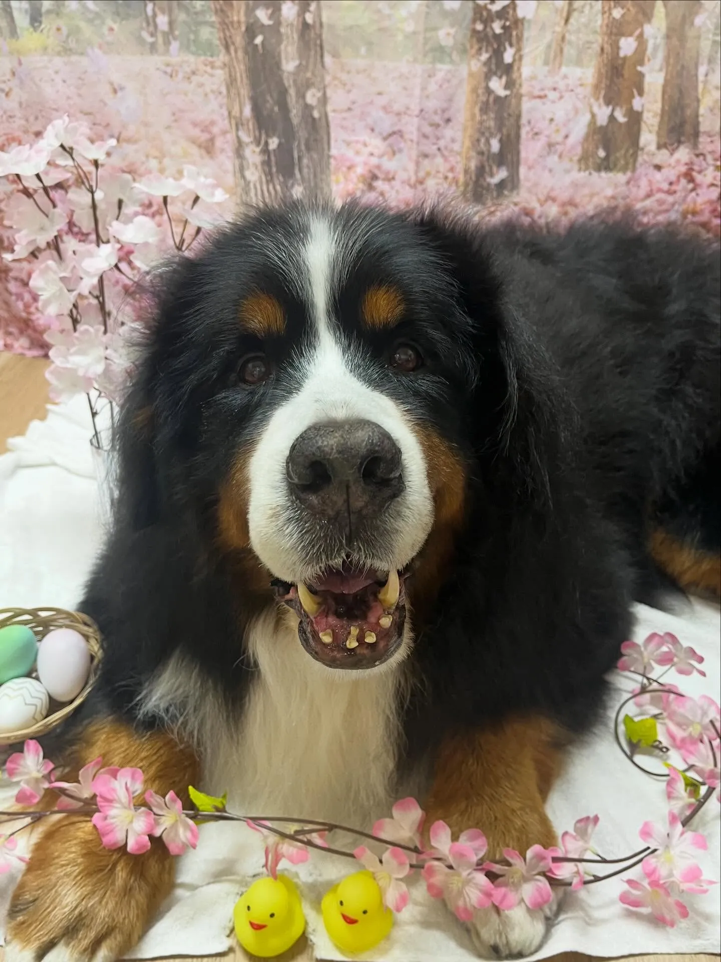 🍃4/10のトリミング🍃バーニーズマウンテンドッグ🐶｜名東区...