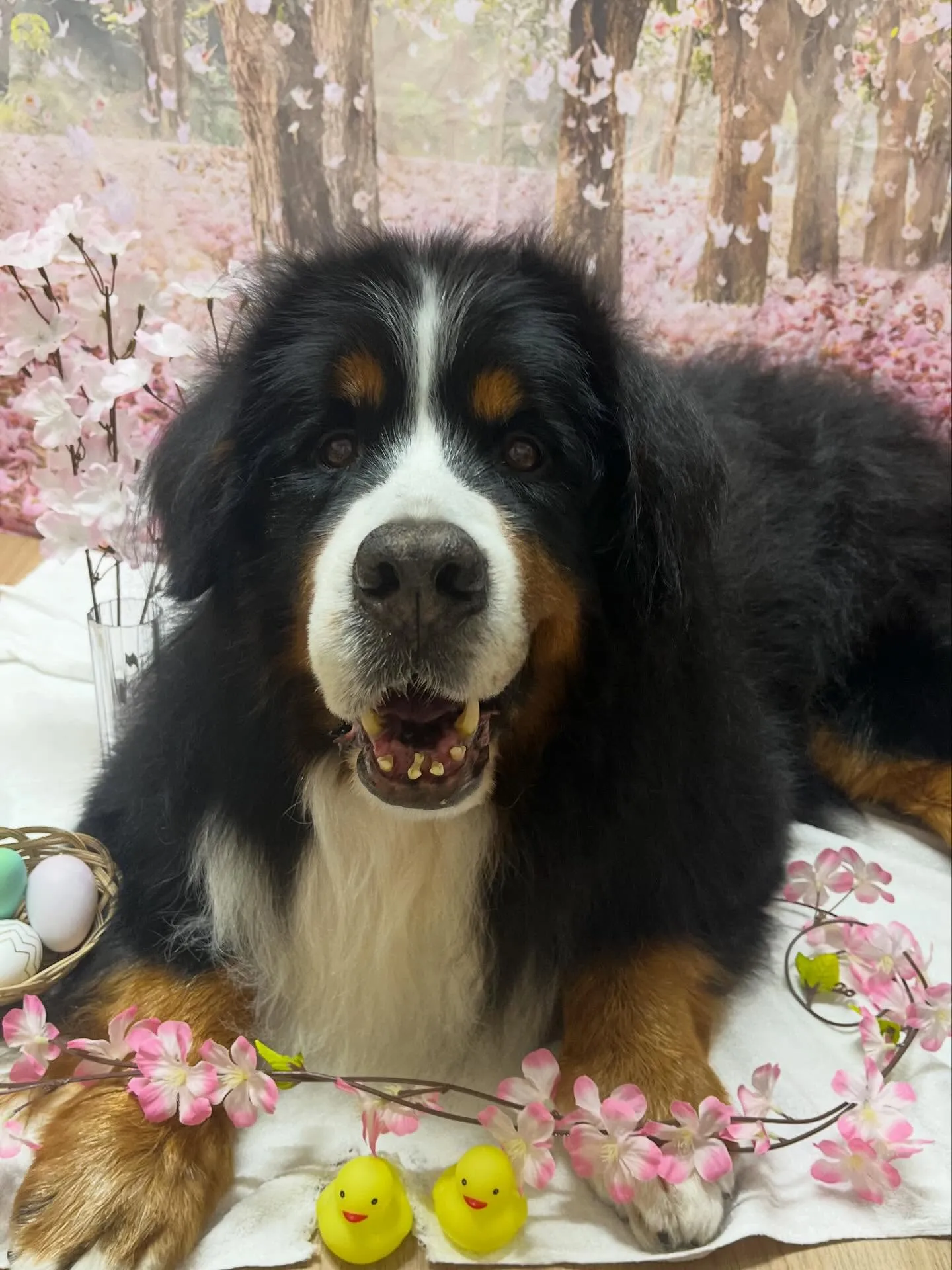 🍃4/10のトリミング🍃バーニーズマウンテンドッグ🐶｜名東区...