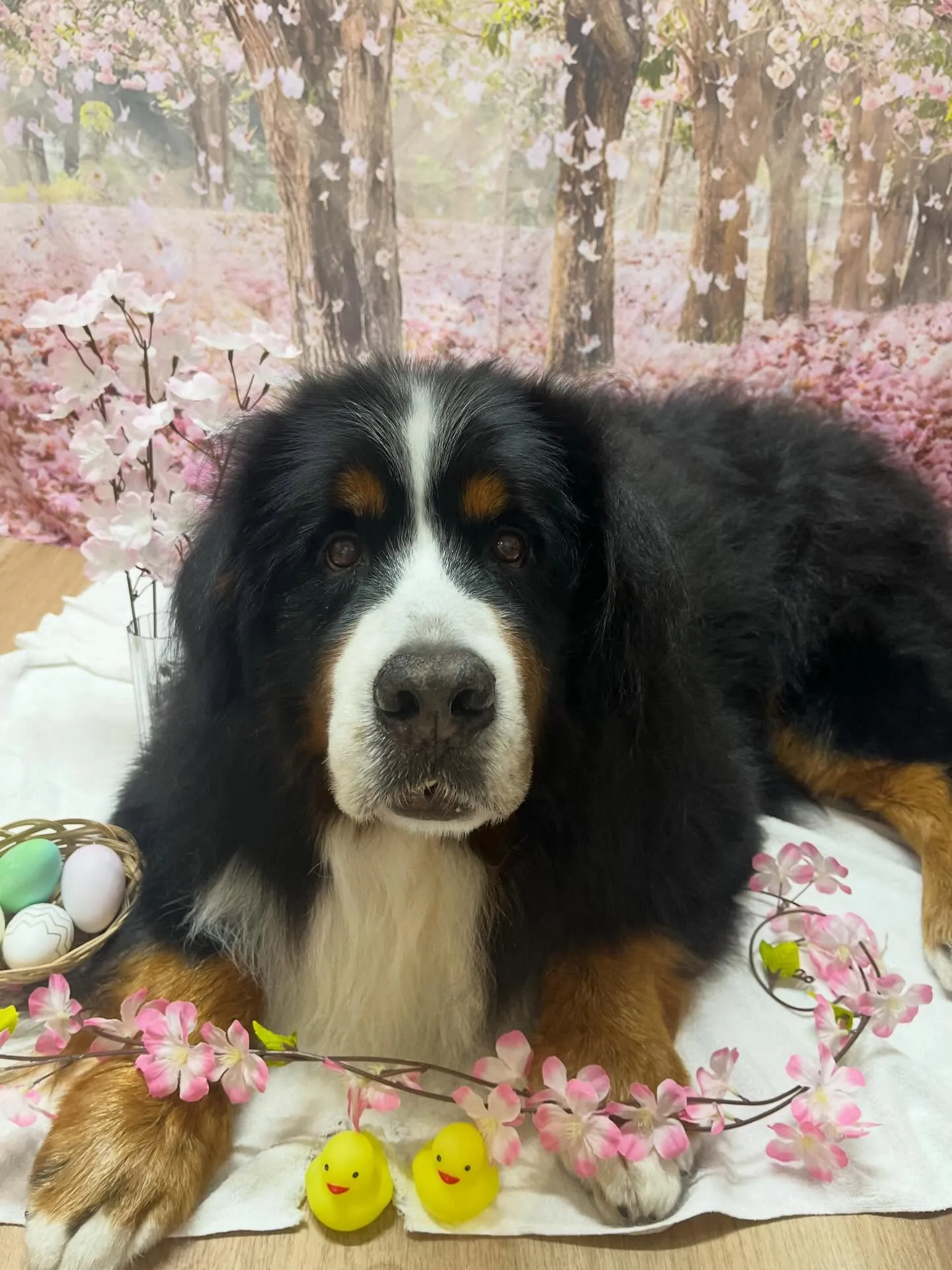 🍃4/10のトリミング🍃バーニーズマウンテンドッグ🐶｜名東区...