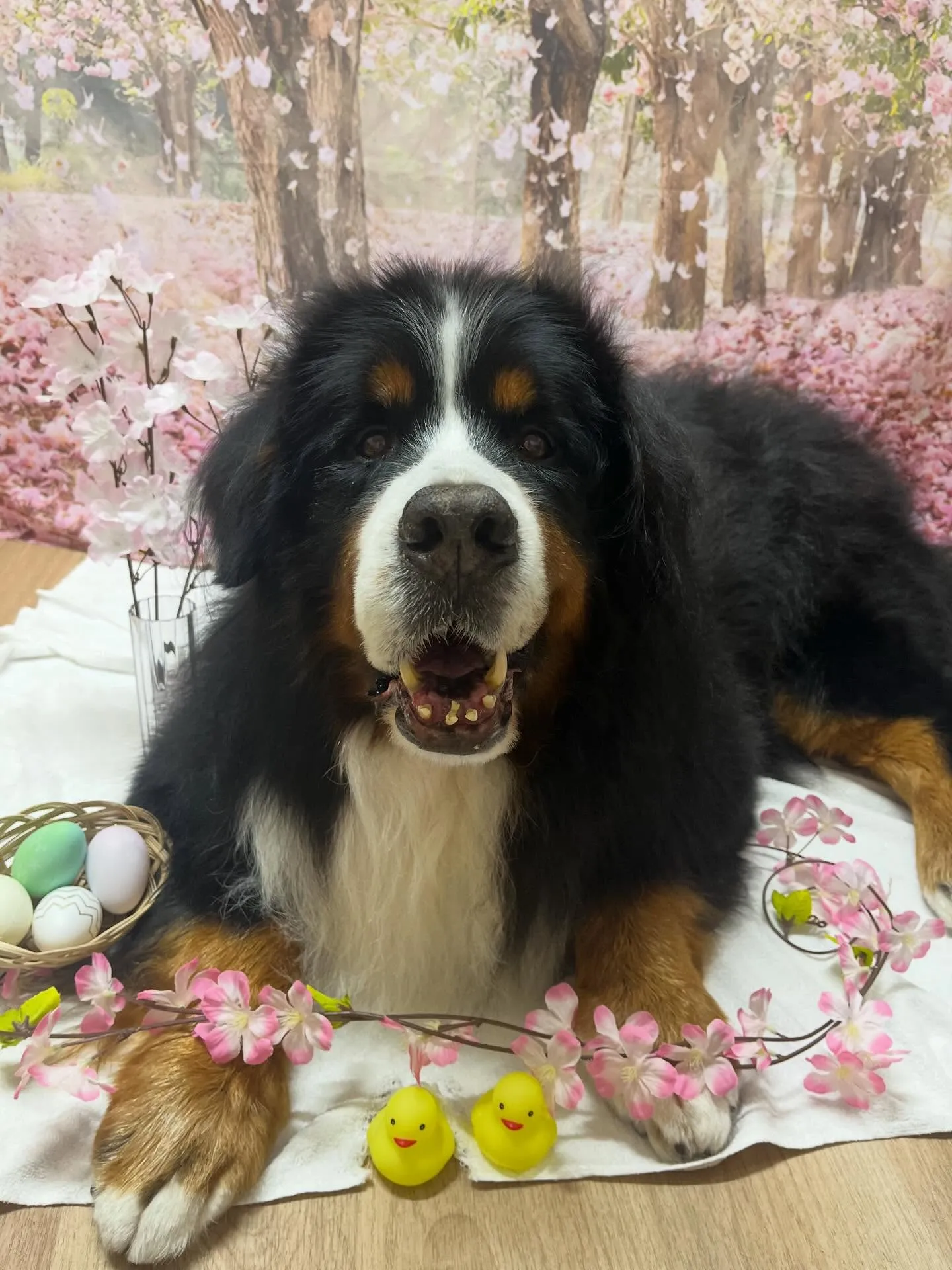 🍃4/10のトリミング🍃バーニーズマウンテンドッグ🐶｜名東区...