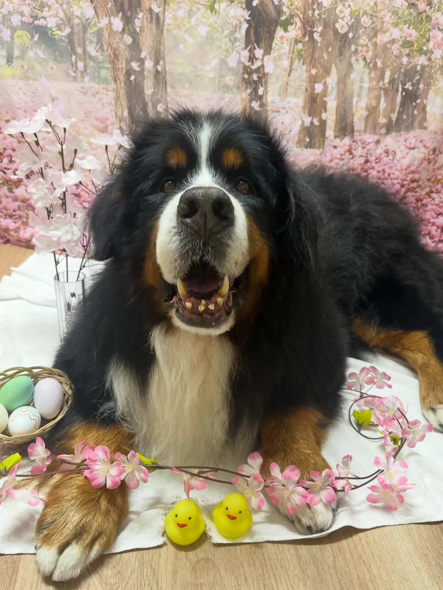 🍃4/10のトリミング🍃バーニーズマウンテンドッグ🐶｜名東区...