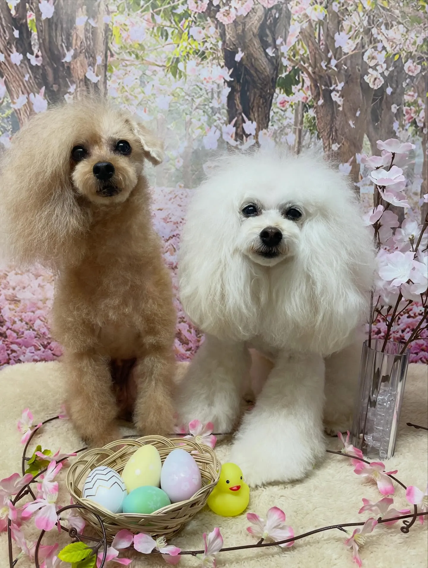 🍃4/10のトリミング🍃プードル🐶｜名東区・千種区・守山区の...