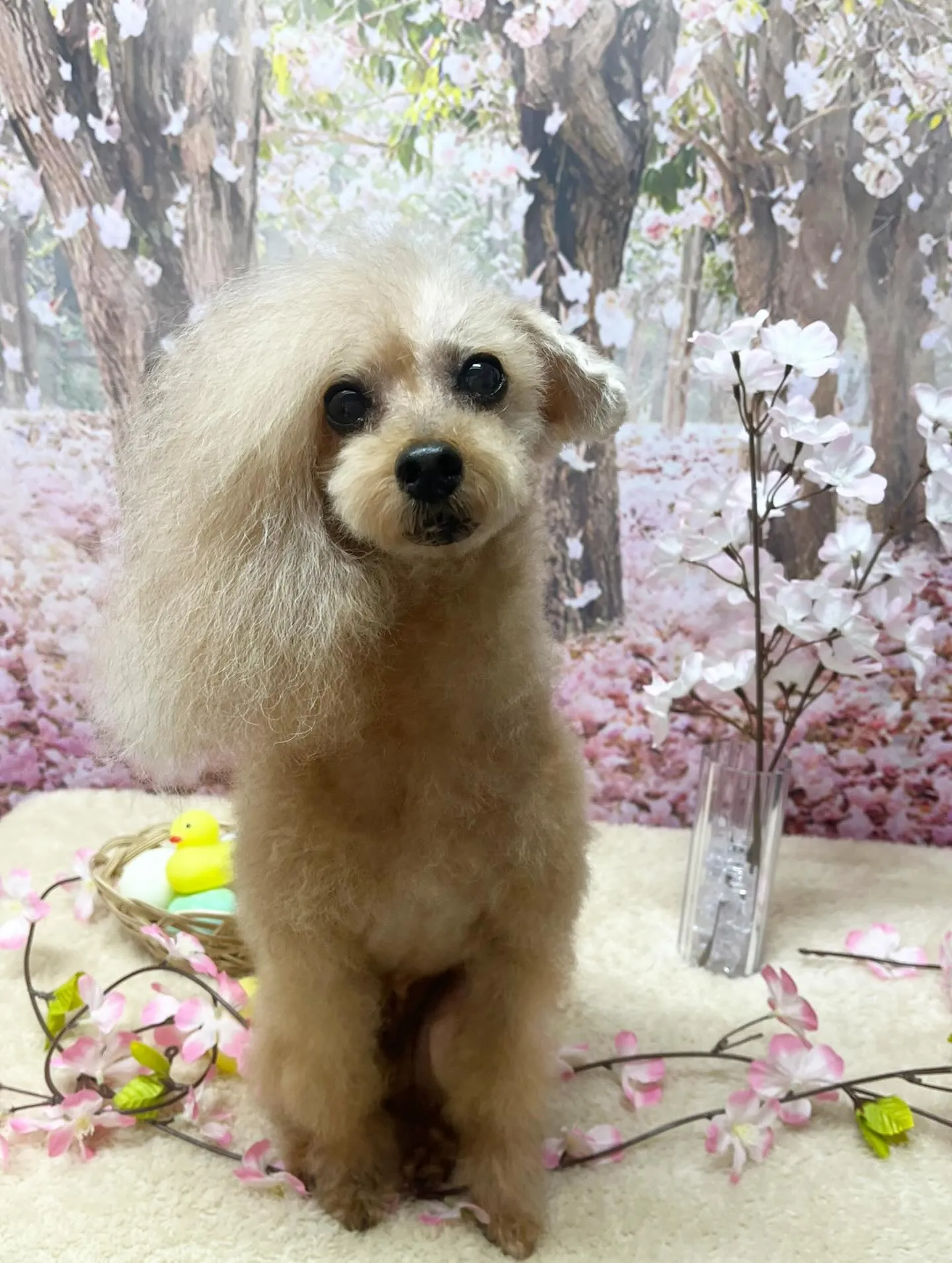 🍃4/10のトリミング🍃プードル🐶｜名東区・千種区・守山区の...