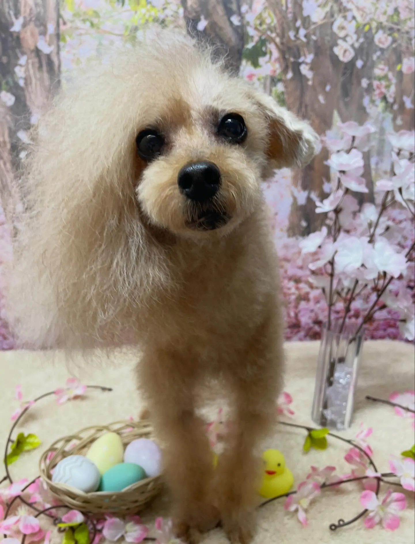 🍃4/10のトリミング🍃プードル🐶｜名東区・千種区・守山区の...