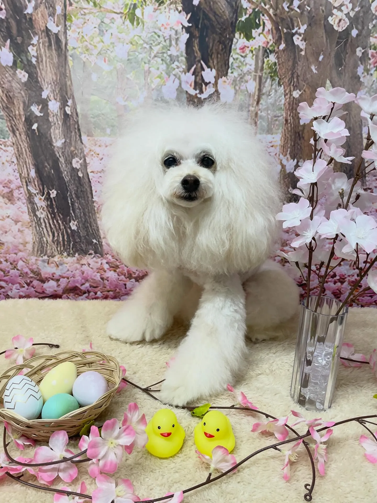 🍃4/10のトリミング🍃プードル🐶｜名東区・千種区・守山区の...