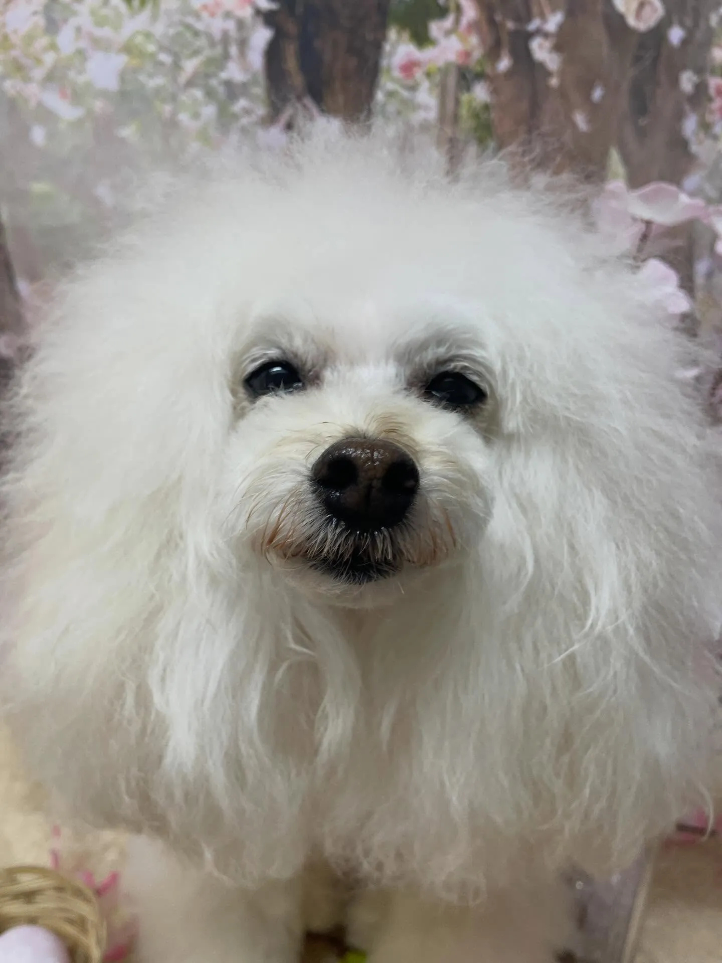 🍃4/10のトリミング🍃プードル🐶｜名東区・千種区・守山区の...