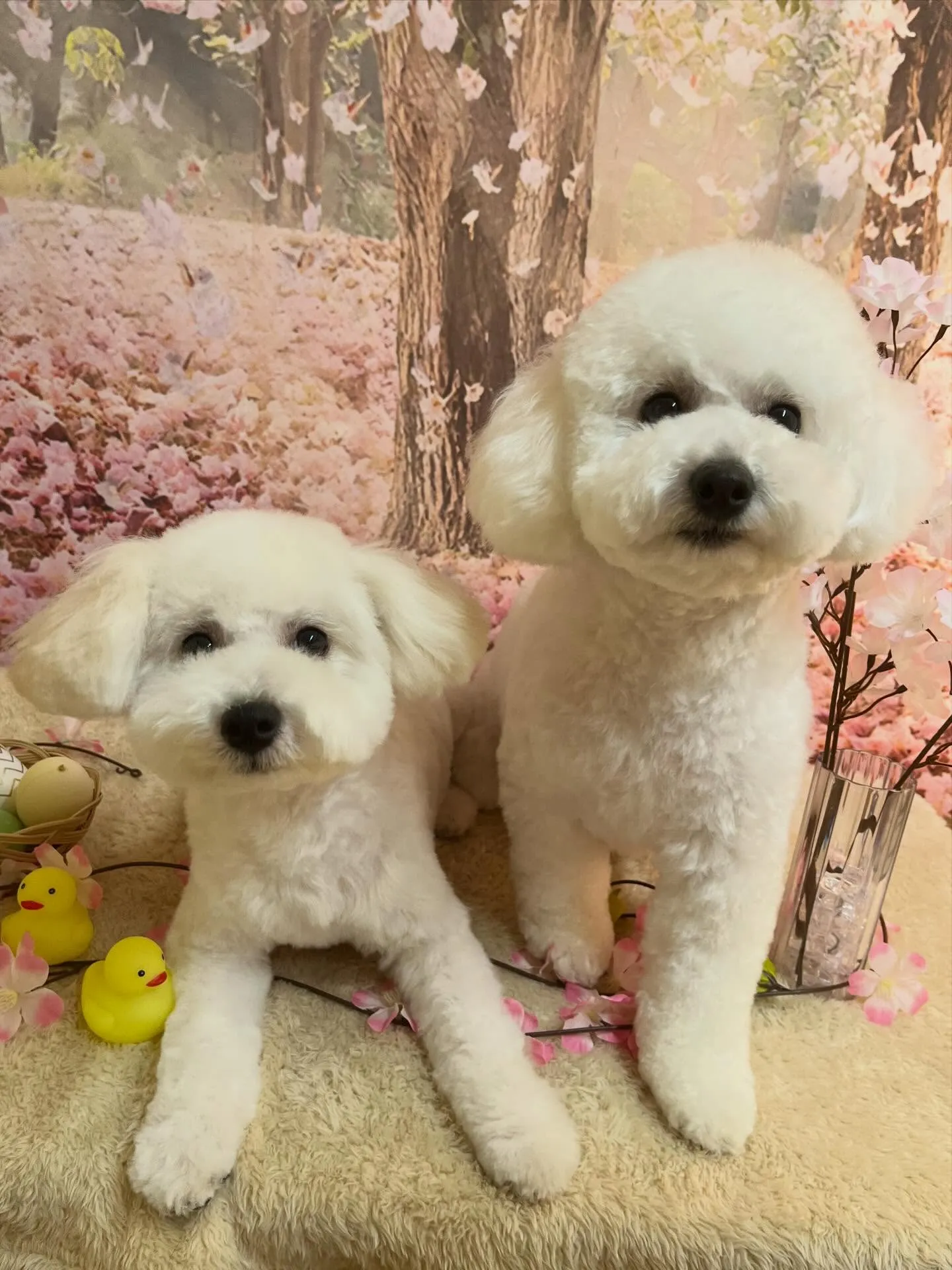 🍃4/11のトリミング🍃ミックス犬🐶｜名東区・千種区・守山区...