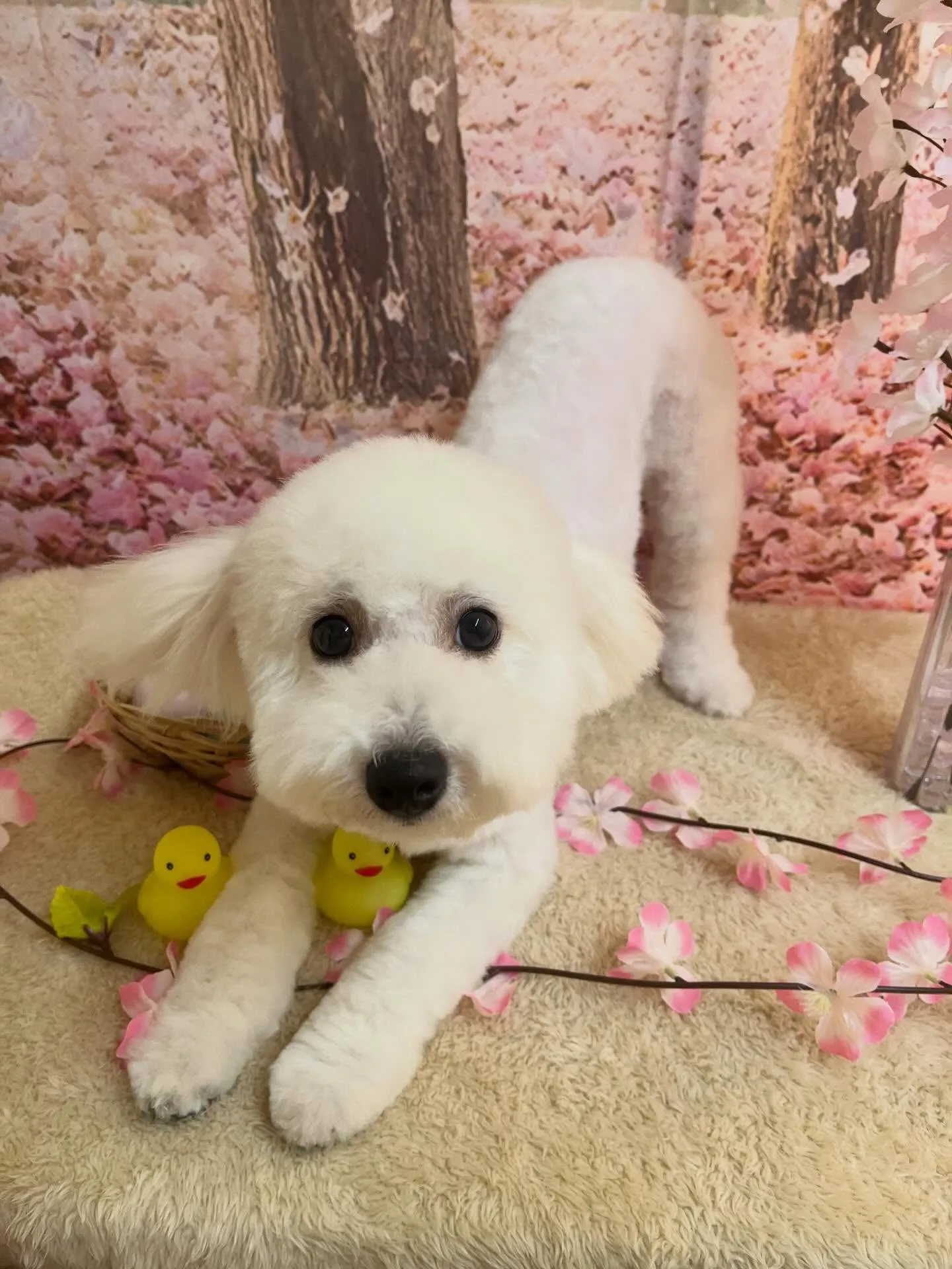 🍃4/11のトリミング🍃ミックス犬🐶｜名東区・千種区・守山区...