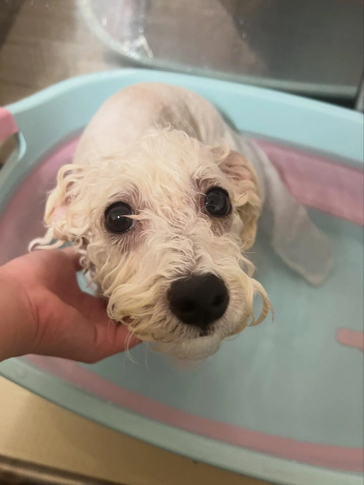 🍃4/11のトリミング🍃ミックス犬🐶｜名東区・千種区・守山区...