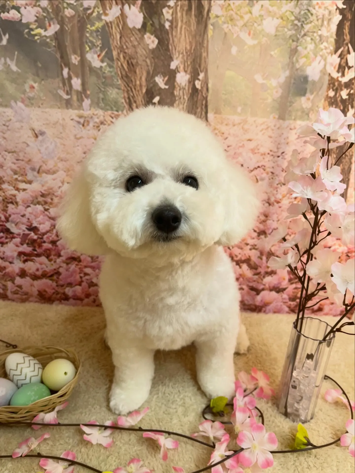 🍃4/11のトリミング🍃ミックス犬🐶｜名東区・千種区・守山区...